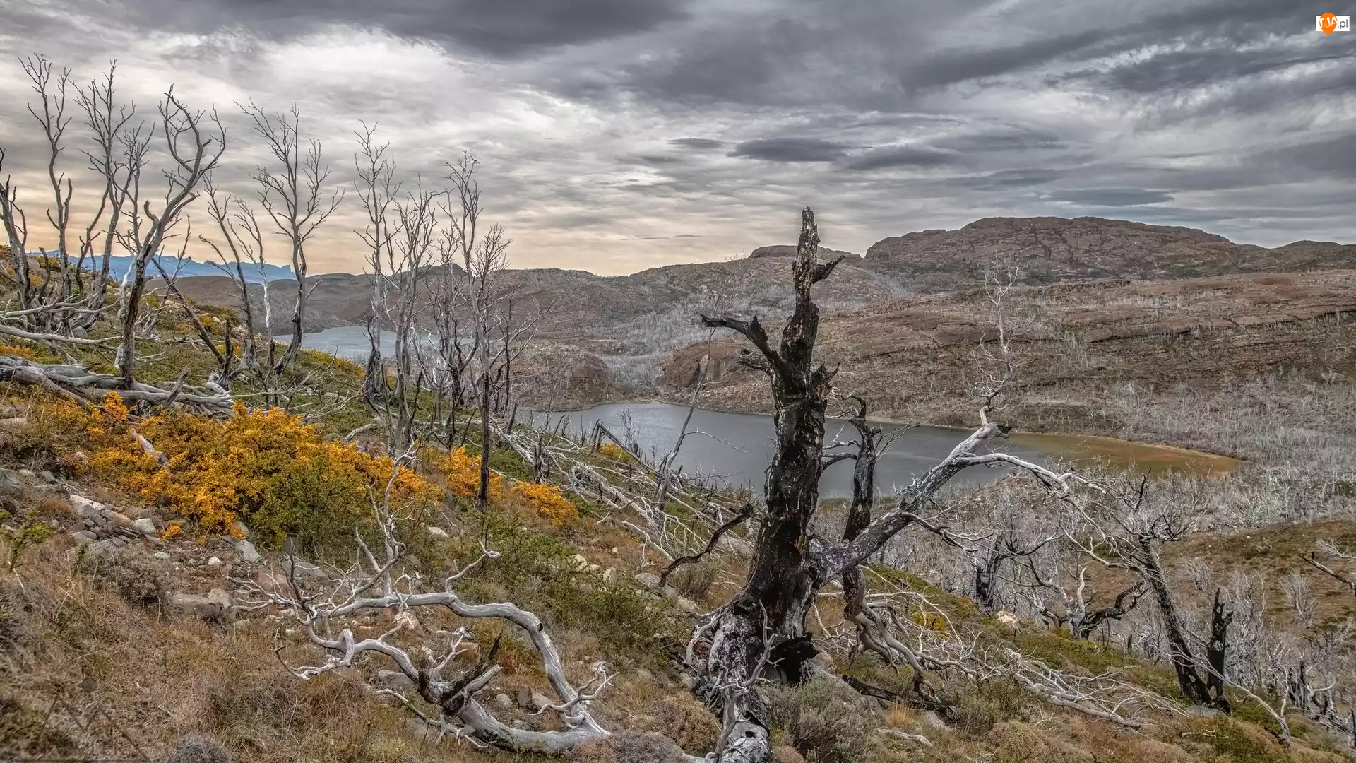 Drzewa, Góry, Park Narodowy Torres del Paine, Chile, Jezioro, Patagonia