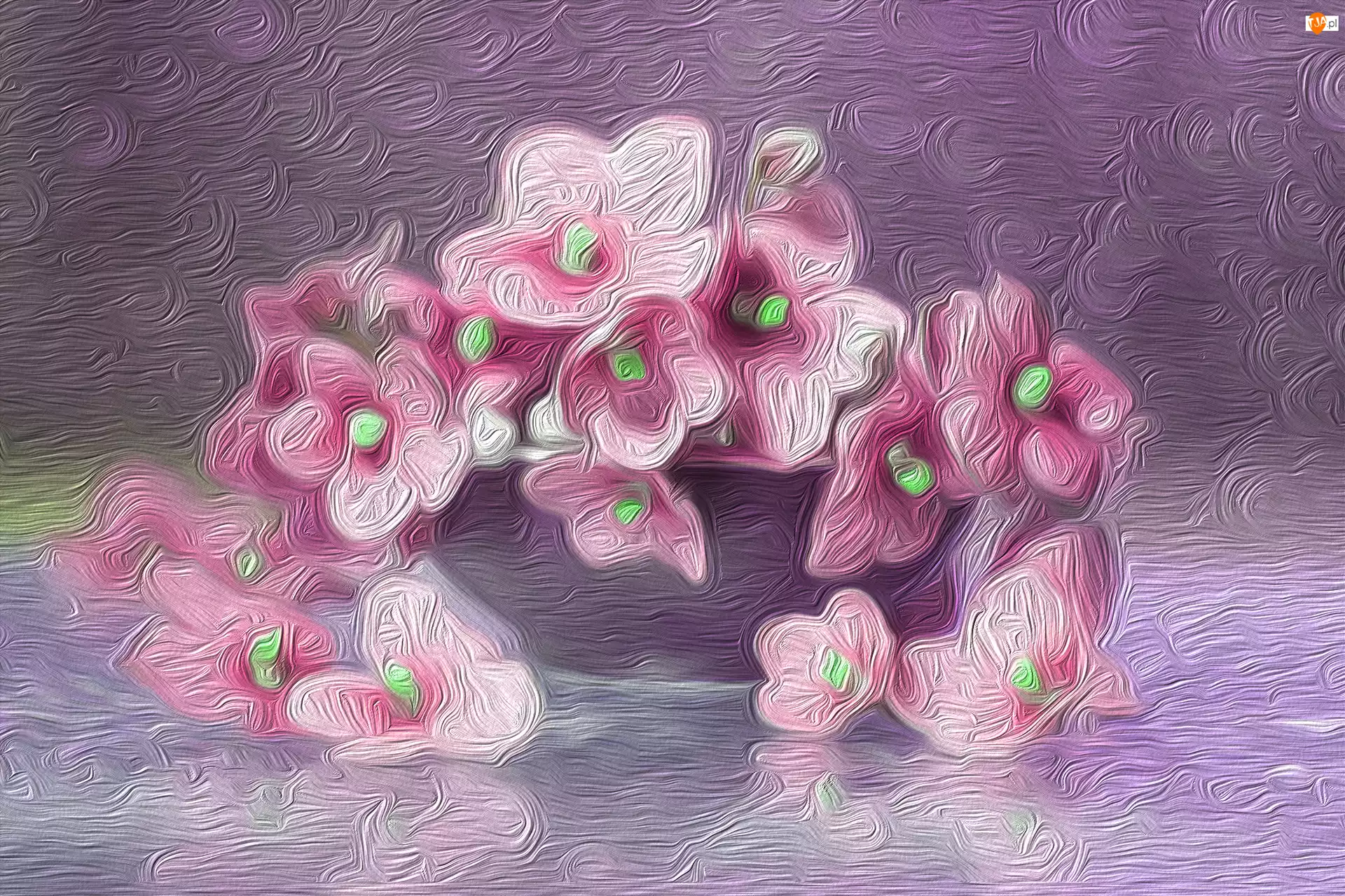 Sępolia, Różowe, Kwiaty