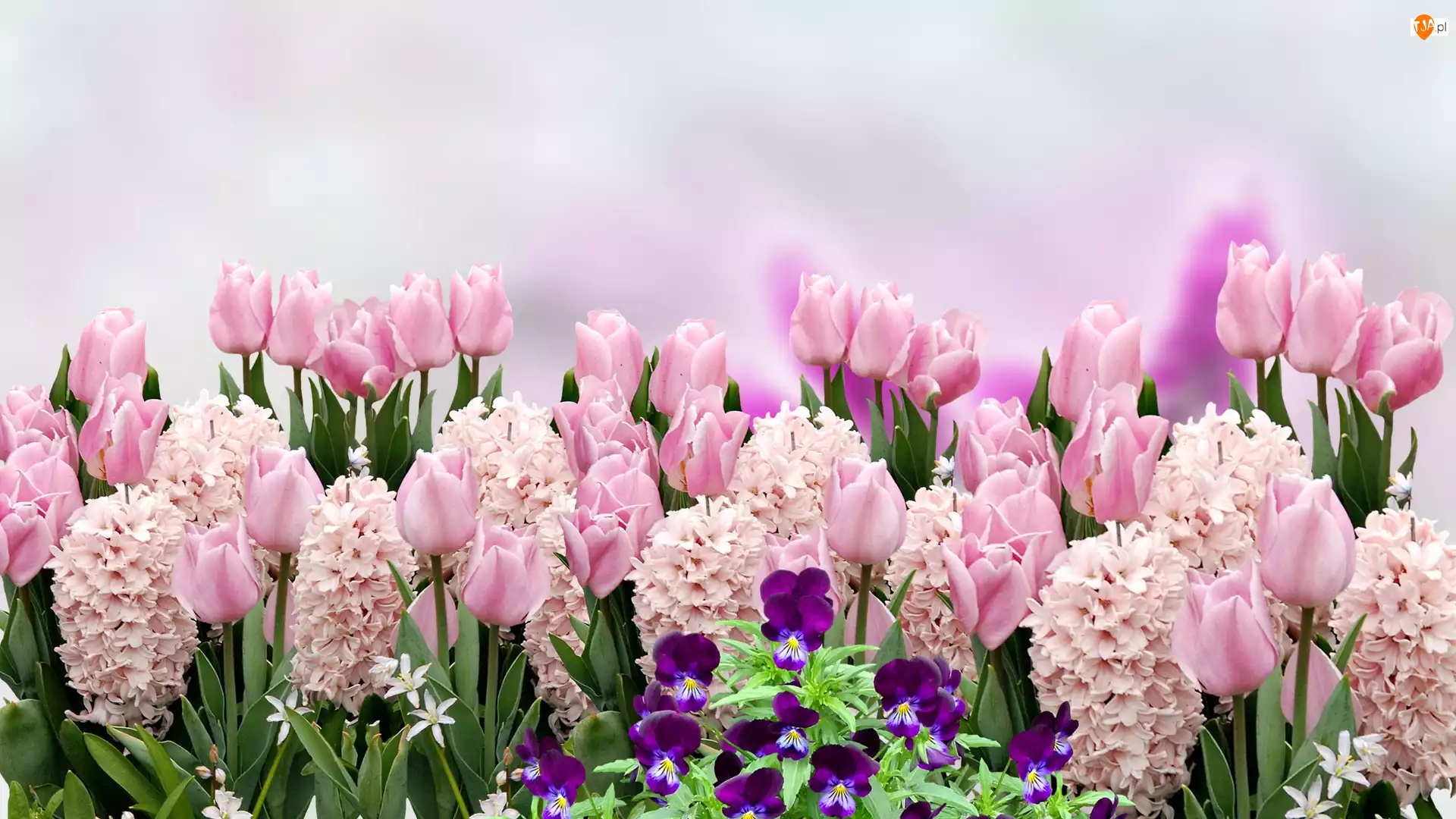 Hiacynty, Bratki, Różowe, Kwiaty, Tulipany