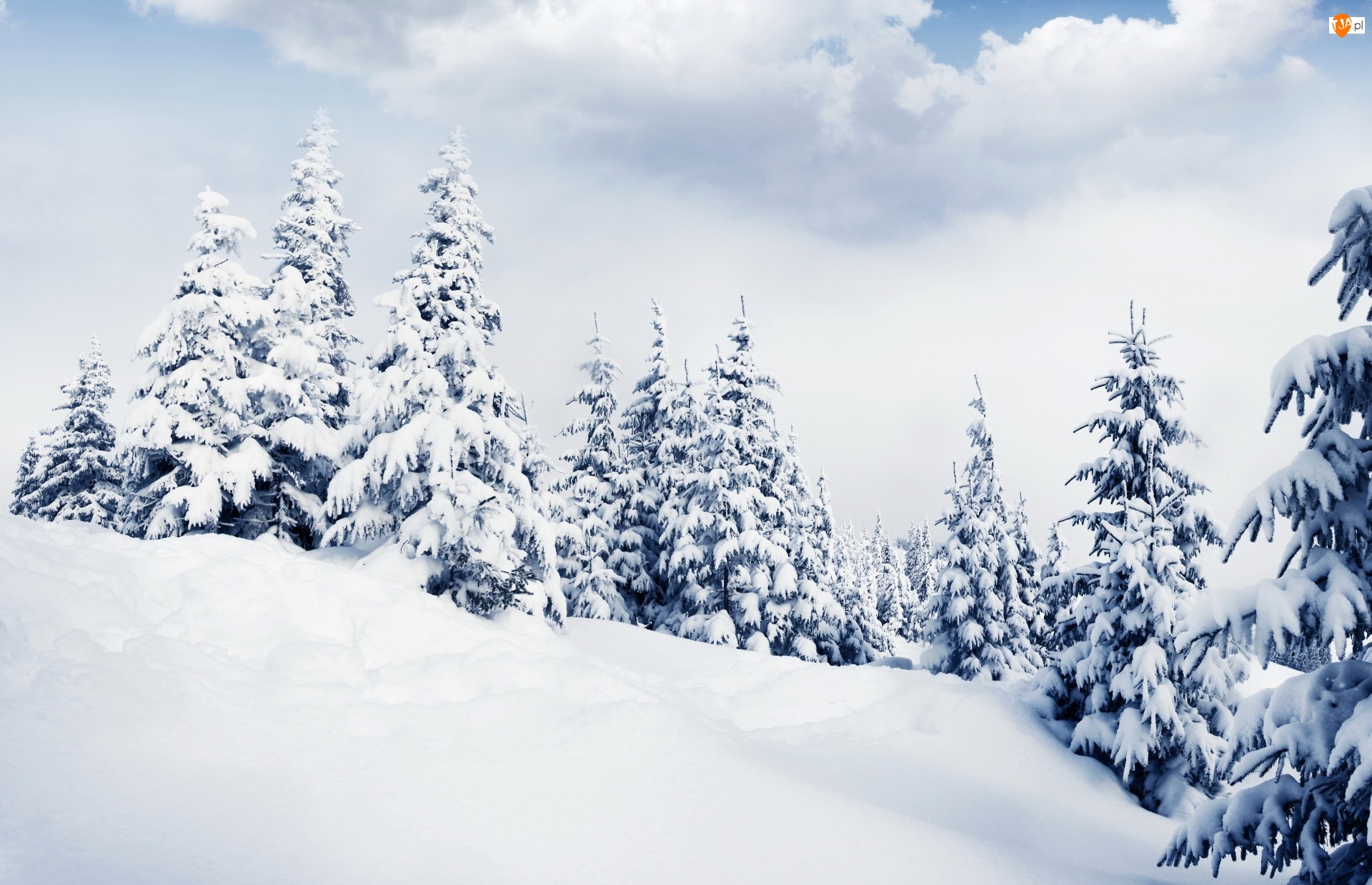 Śnieg, Wzgórze, Drzewa