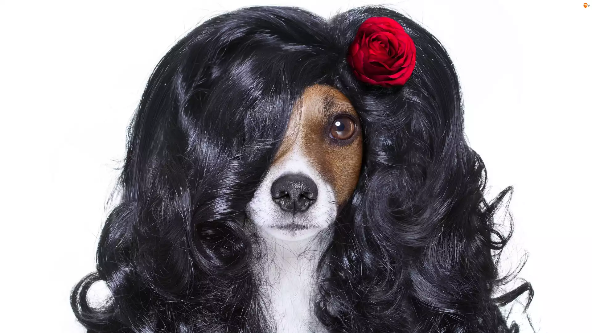 Róża, Pies, Jack Russell terrier, Peruka
