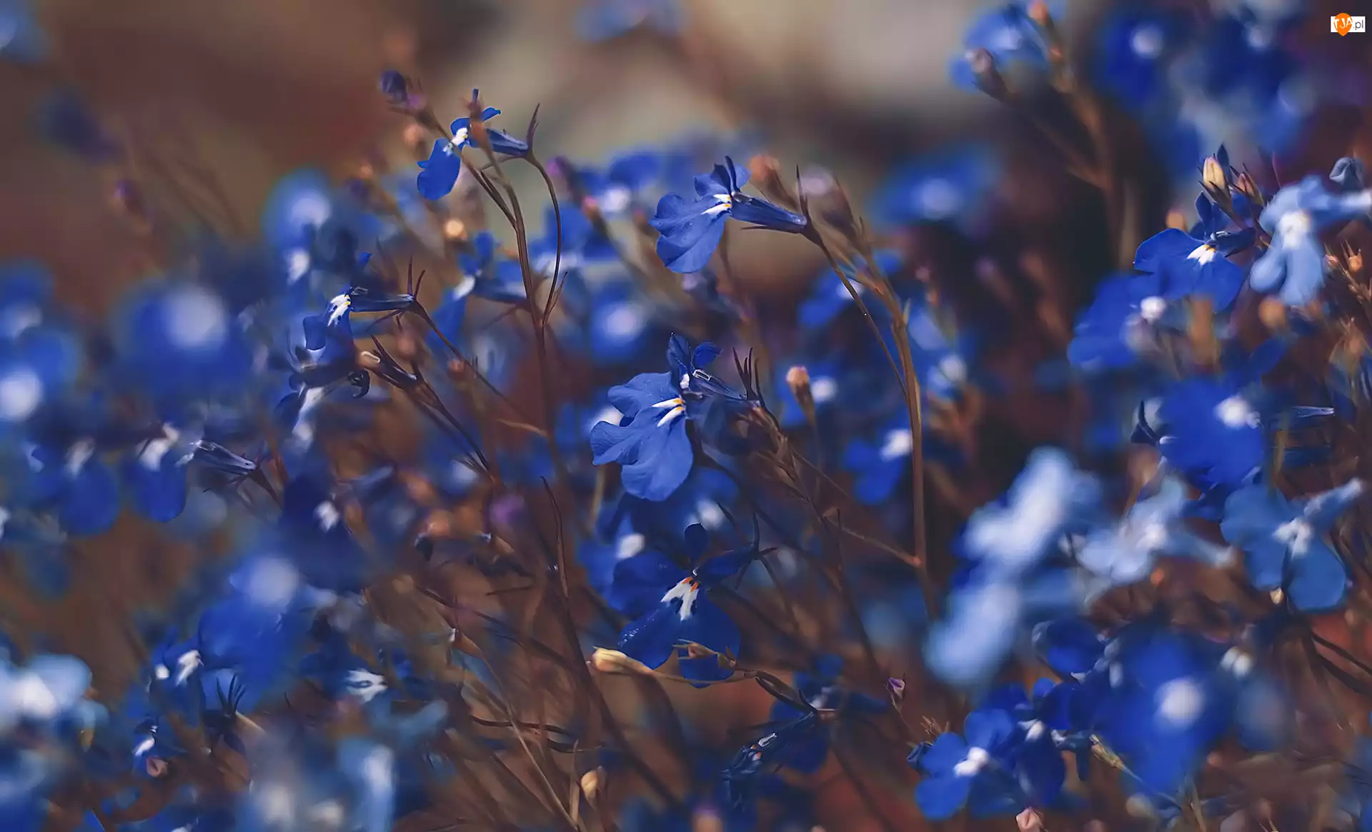 Lobelia, Niebieskie, Kwiaty