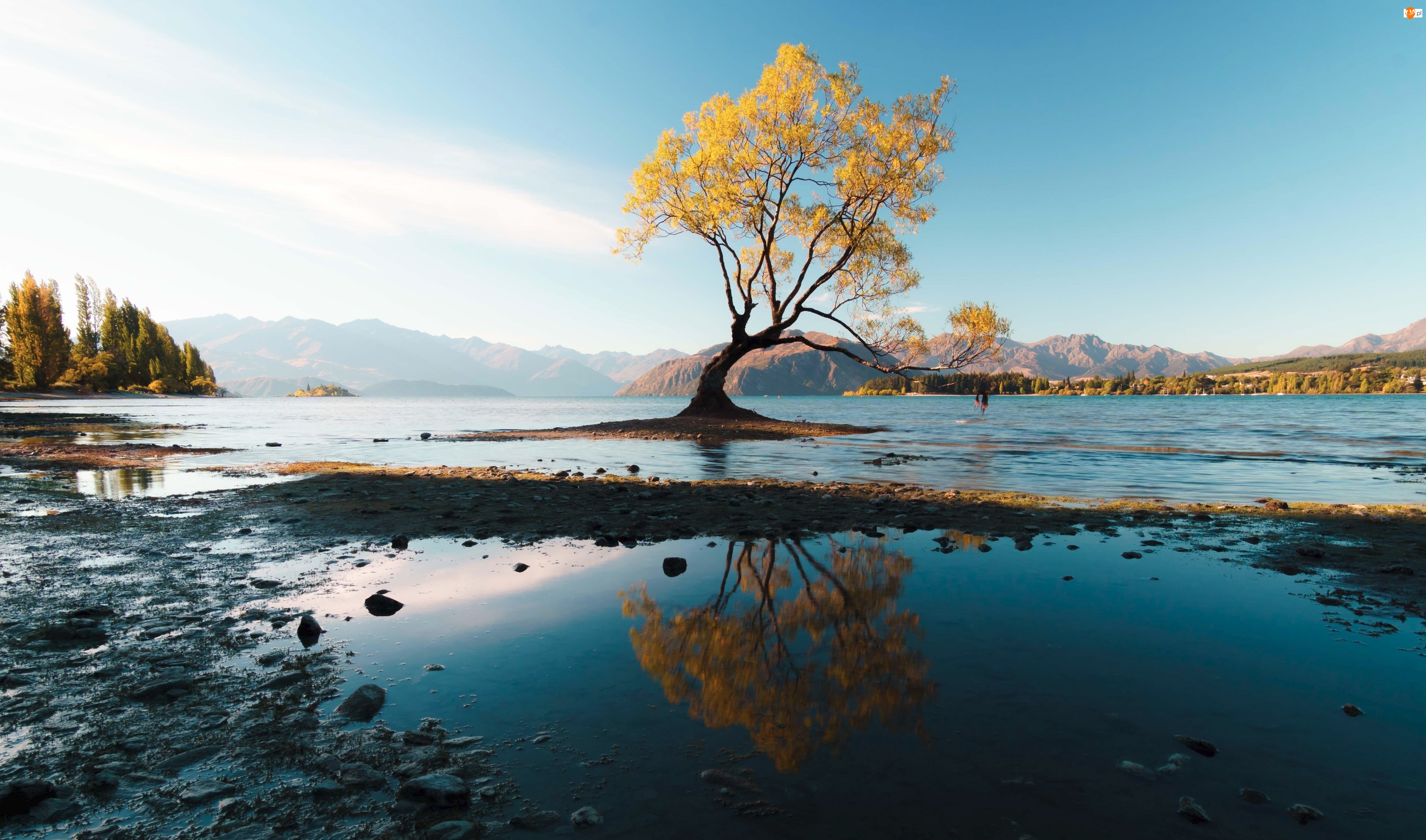 Drzewo, Nowa Zelandia, Góry, Jezioro Wanaka