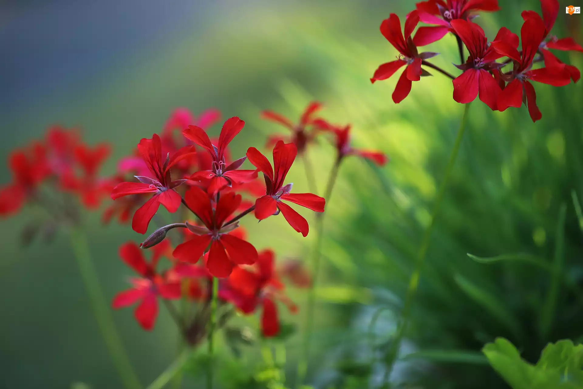 Kwiat, Czerwona, Pelargonia
