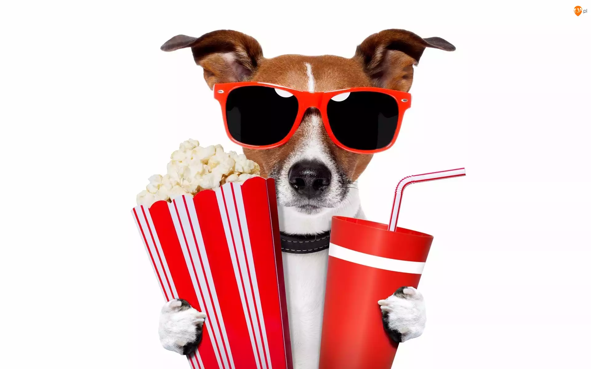 Okulary, Popcorn, Jack Russell terrier, Pies, Napój