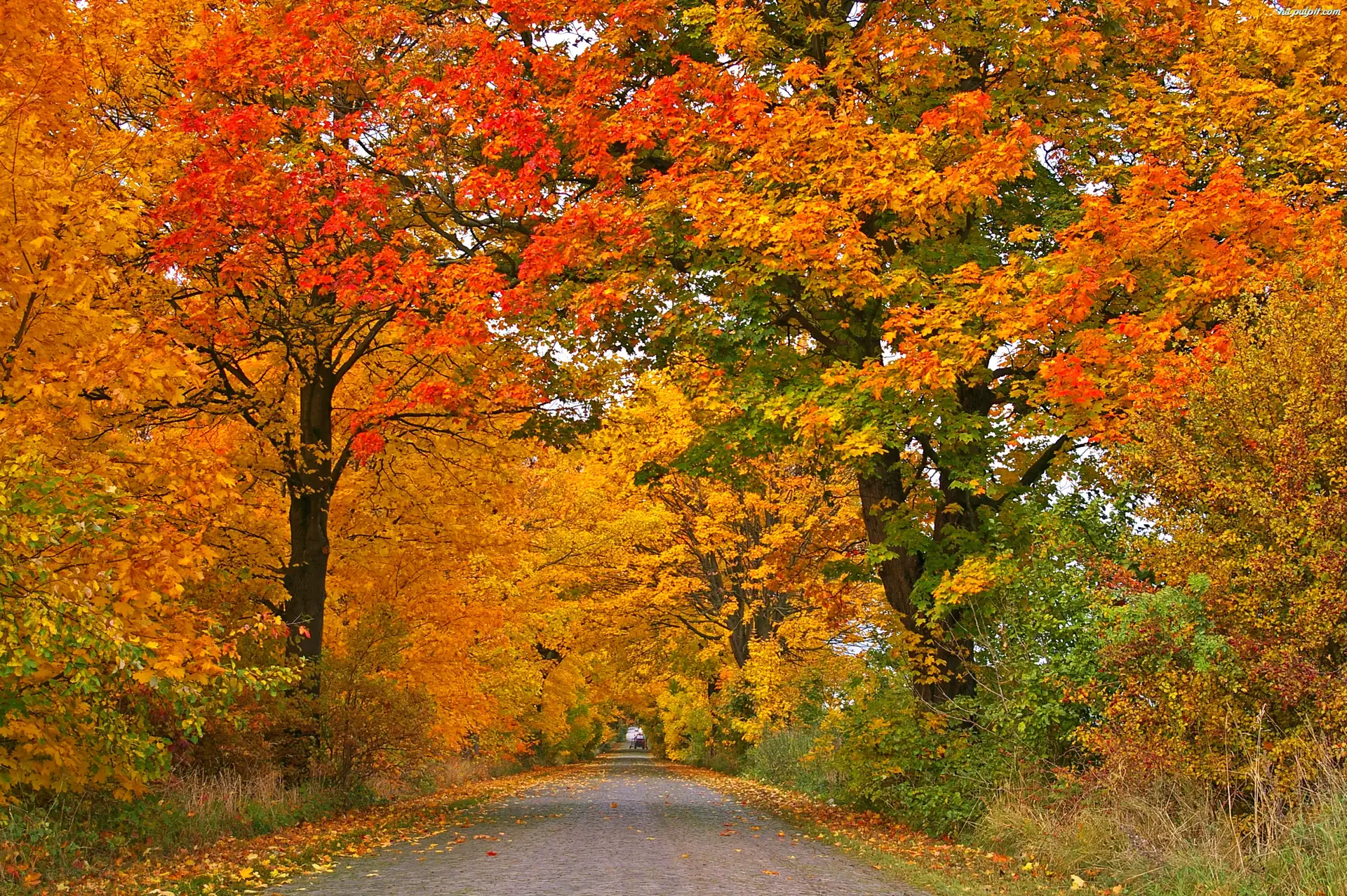 Drzew, Jesień, Aleja, Kolorowych
