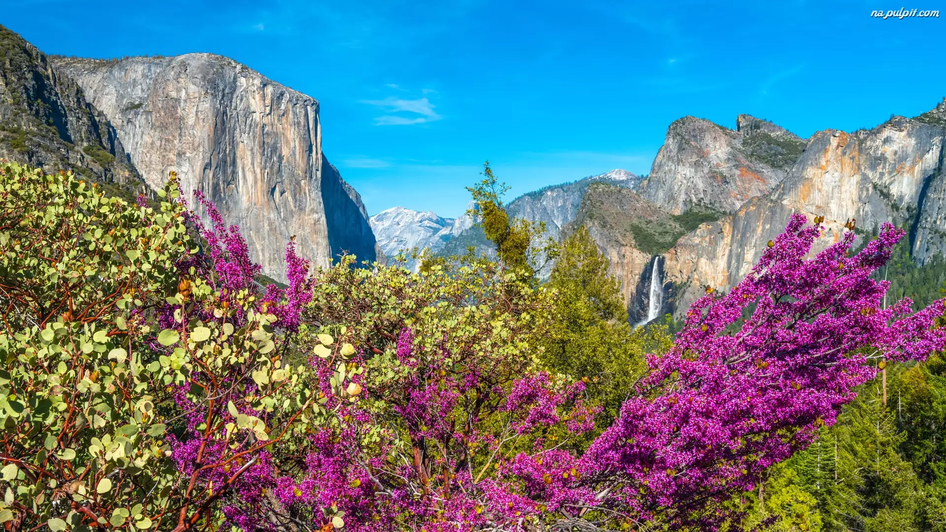 Góry, Park Narodowy Yosemite, Krzewy, Stany Zjednoczone, Drzewa, Stan Kalifornia
