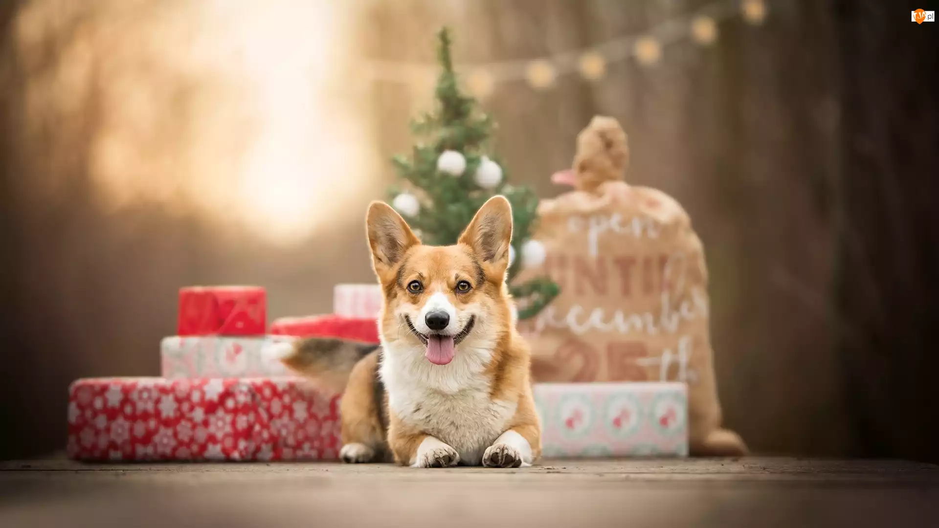 Prezenty, Pies, Welsh corgi pembroke, Świąteczne