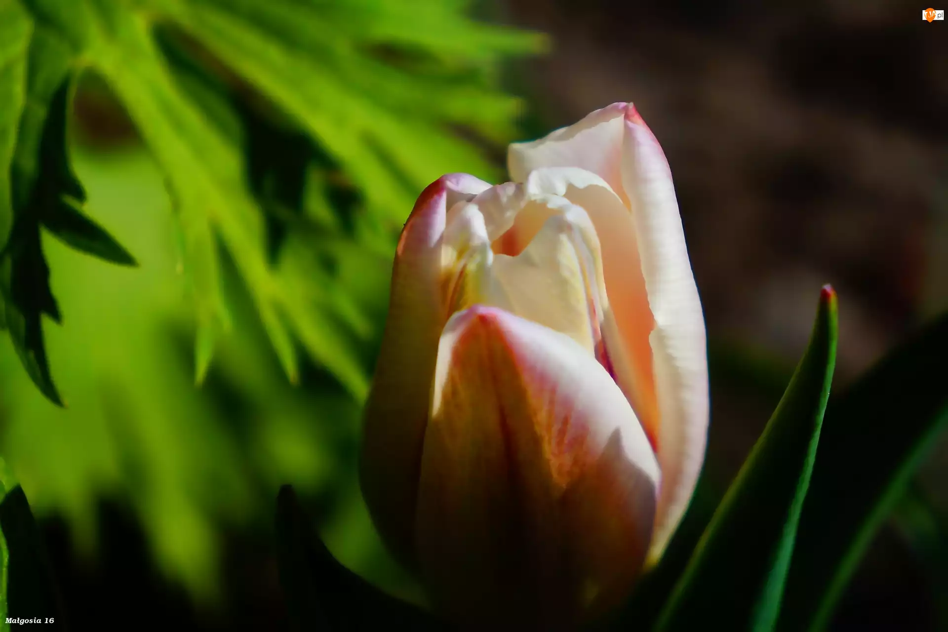 Wiosenny, Kwiat, Tulipan