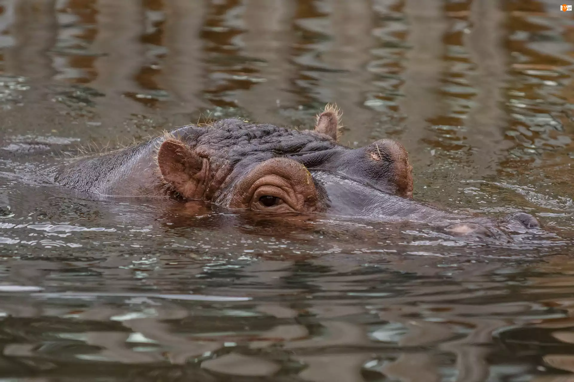 Woda, Hipopotam