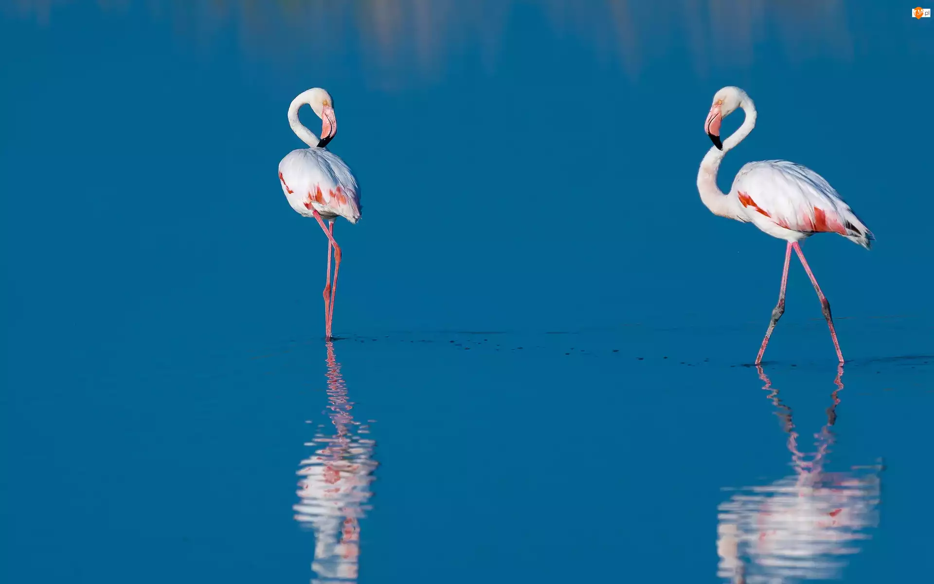 Odbicie, Flamingi, Woda