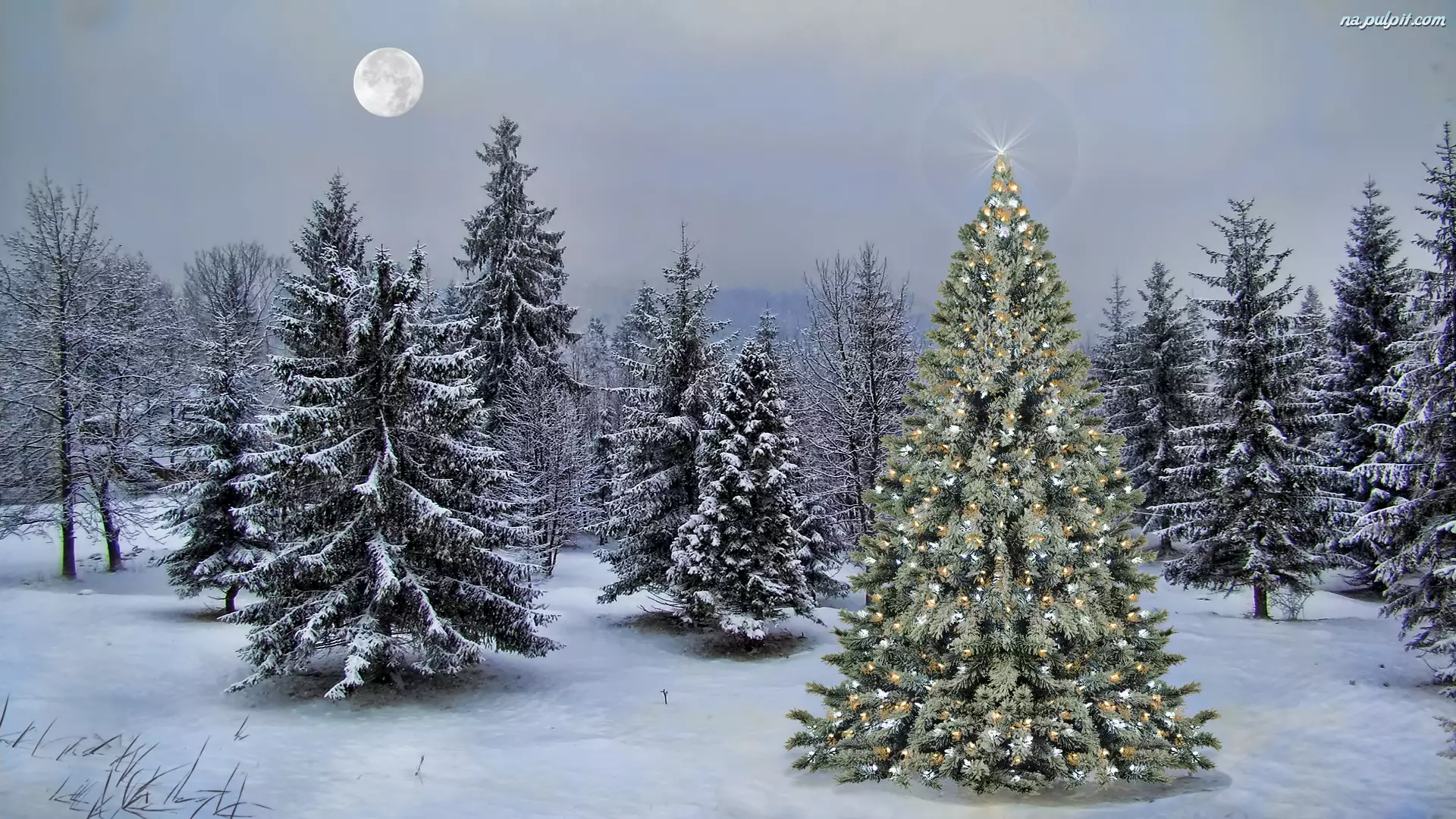Las, Księżyc, Choinka, Boże Narodzenie, Zima