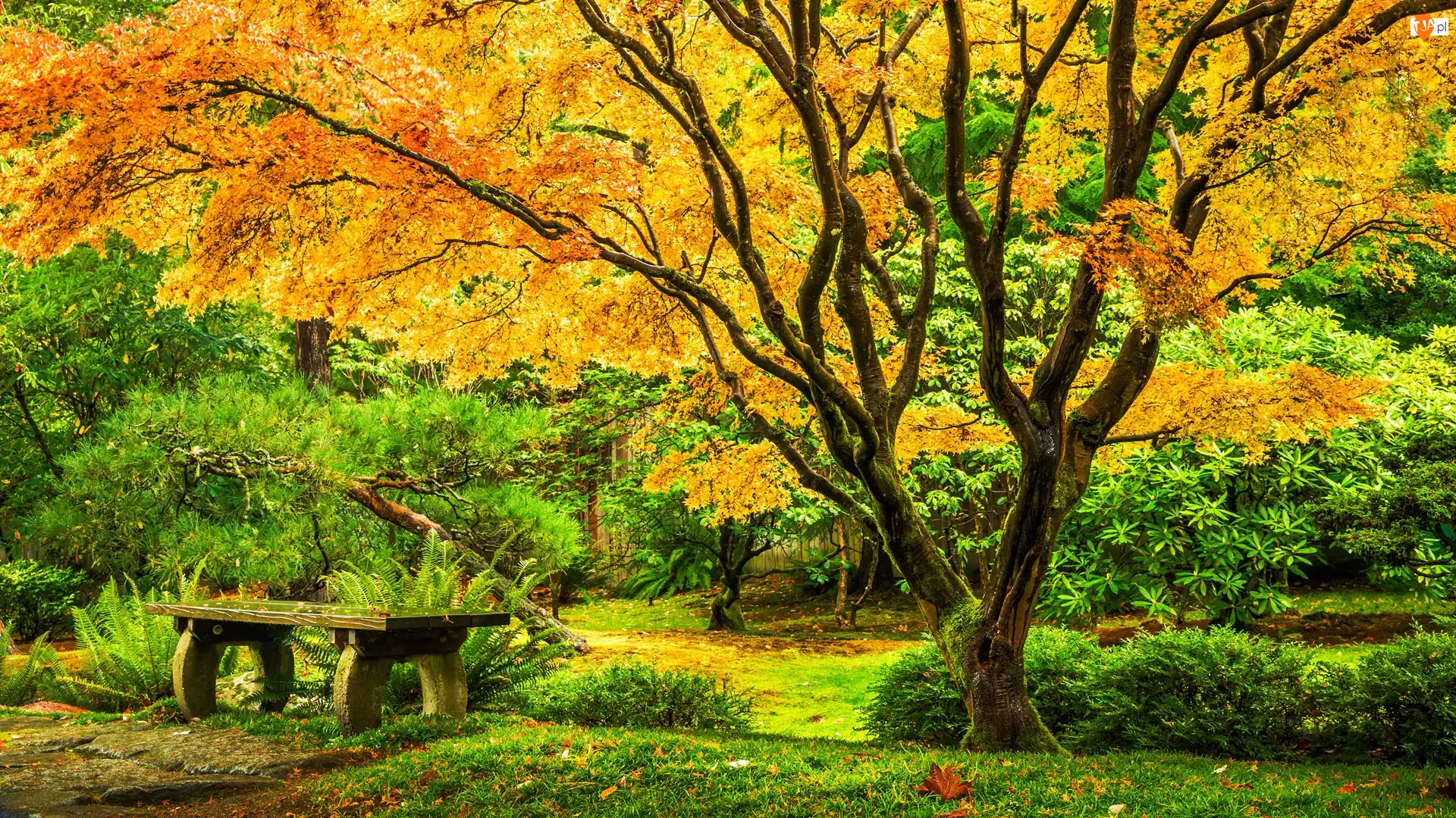 Klon japoński, Park, Stany Zjednoczone, Ławka, Seattle, Ogród, Washington Park Arboretum