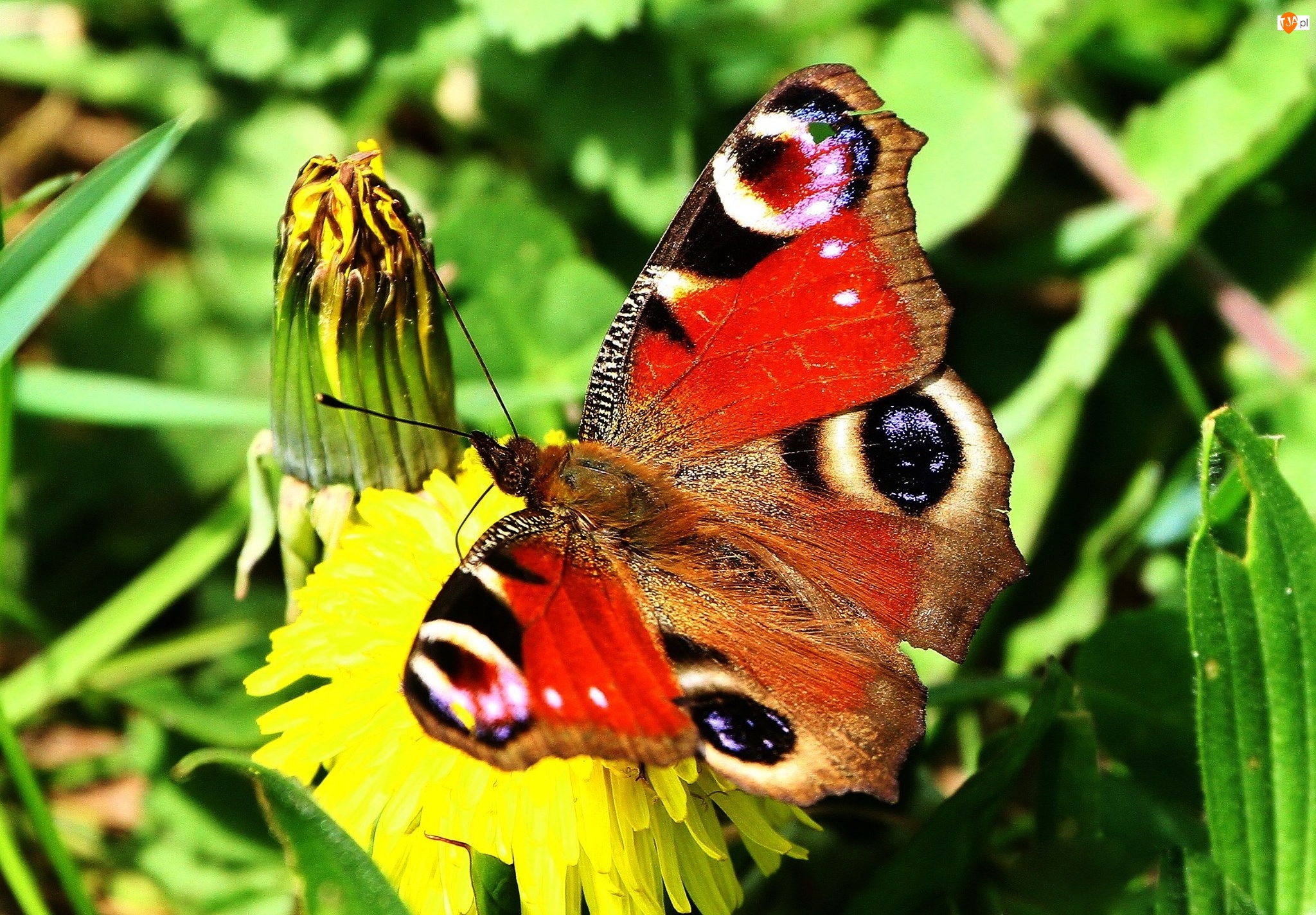 Kwiatek, Motyl