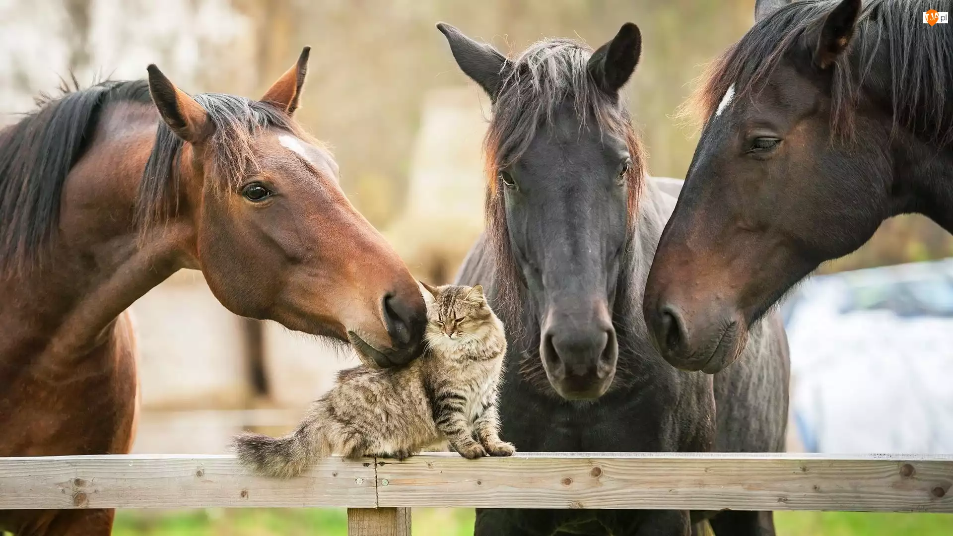 Kot, Trzy, Konie
