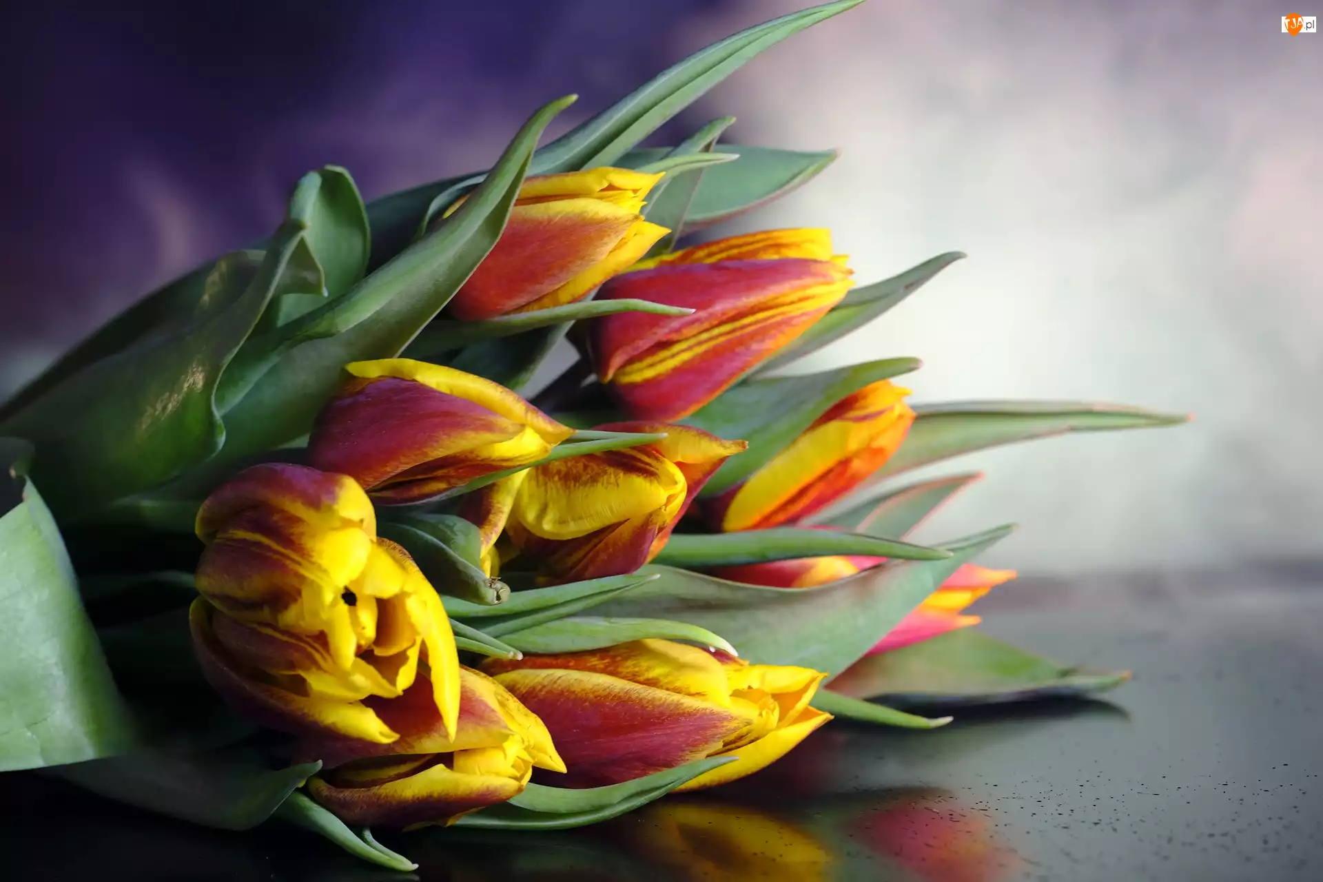 Bukiet, Kwiaty, Tulipany