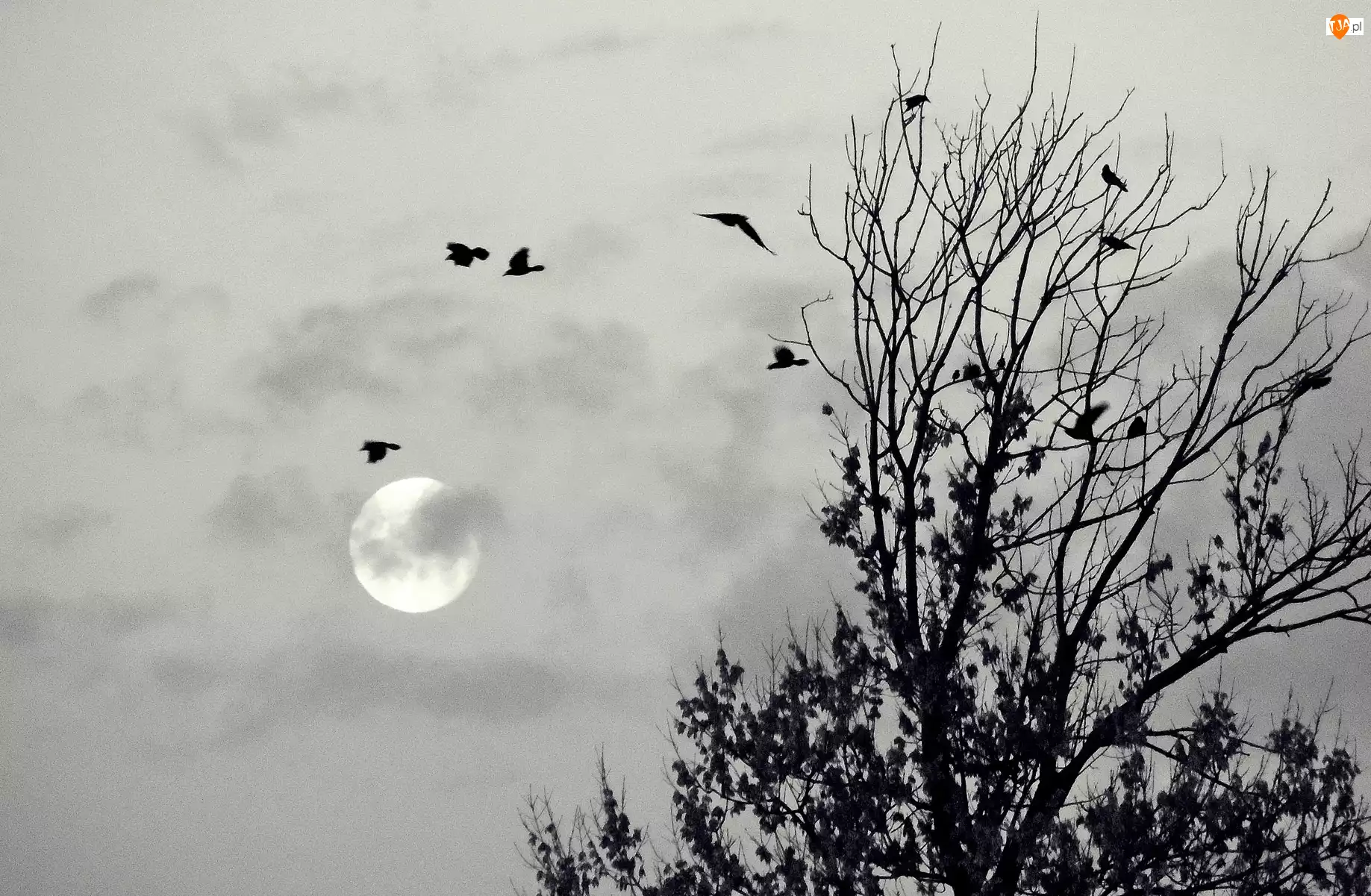 Ptaki, Księżyc, Drzewa