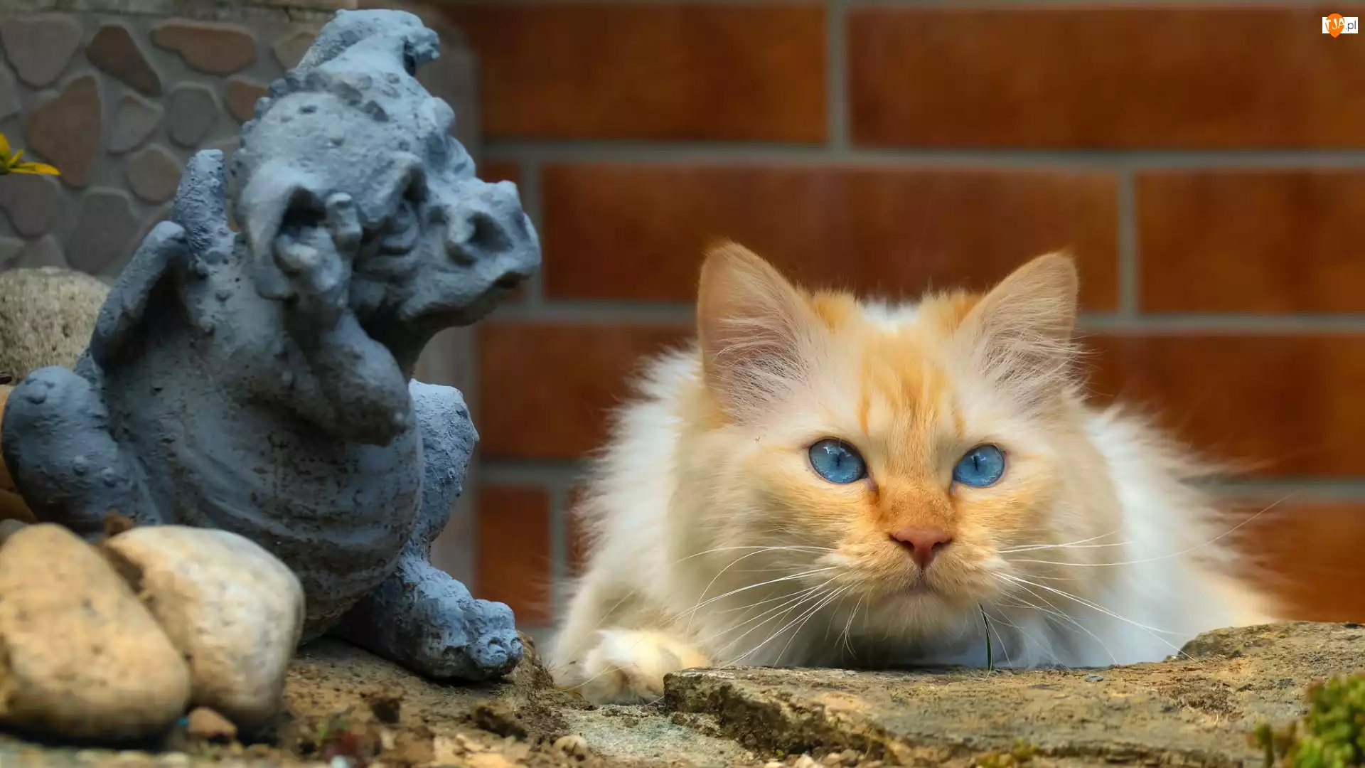 Kot, Jasnorudy, Niebieskooki