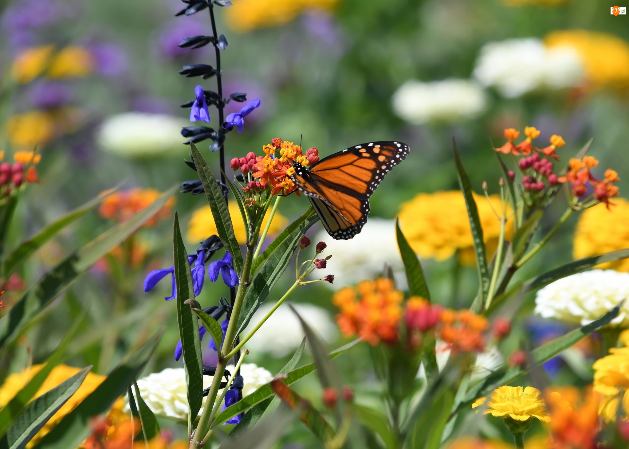 Monarcha, Kwiaty, Danaid wędrowny, Motyl, Kolorowe
