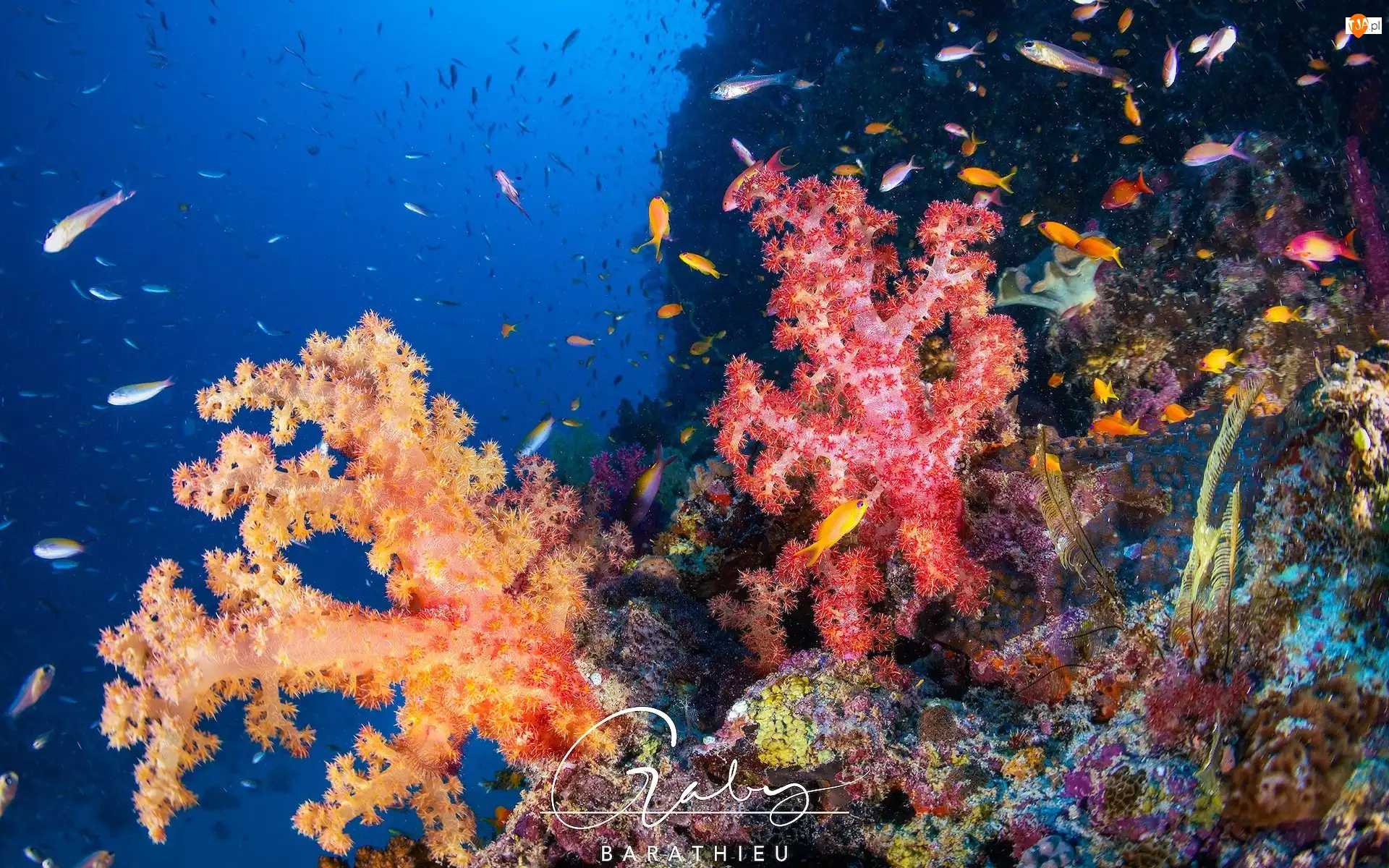 Ryby, Rafa koralowa, Kolorowe, Koralowce