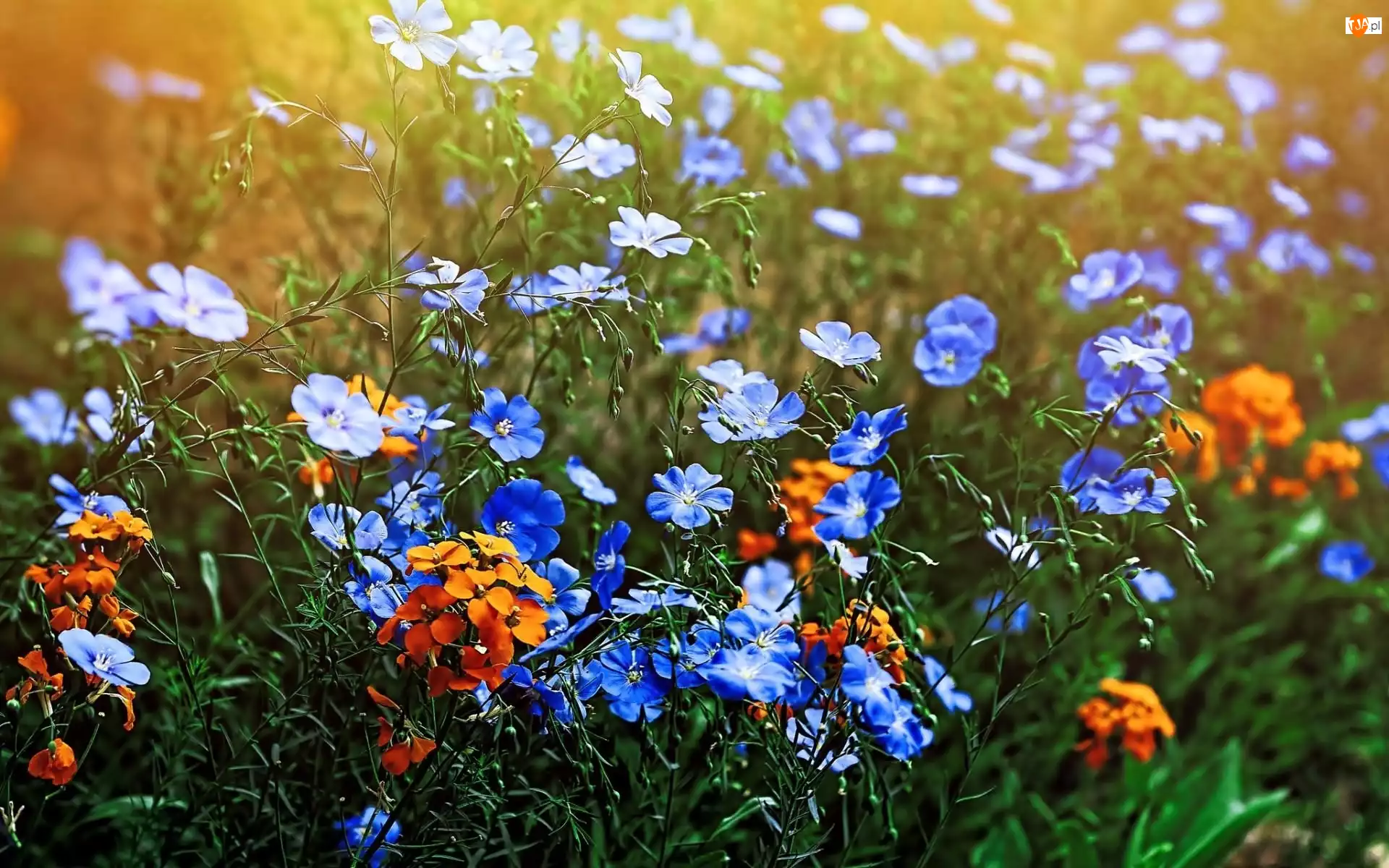 Kwiatuszki, Łąka, Kolorowe