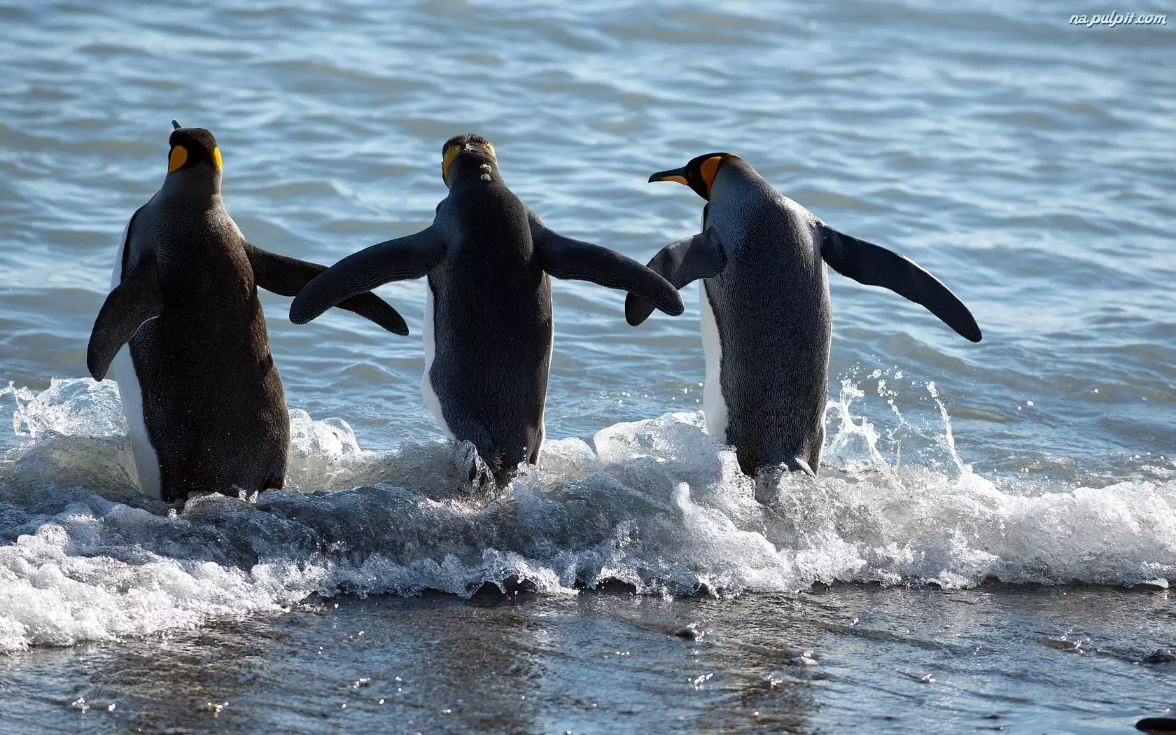 Morze, Trzy, Pingwiny