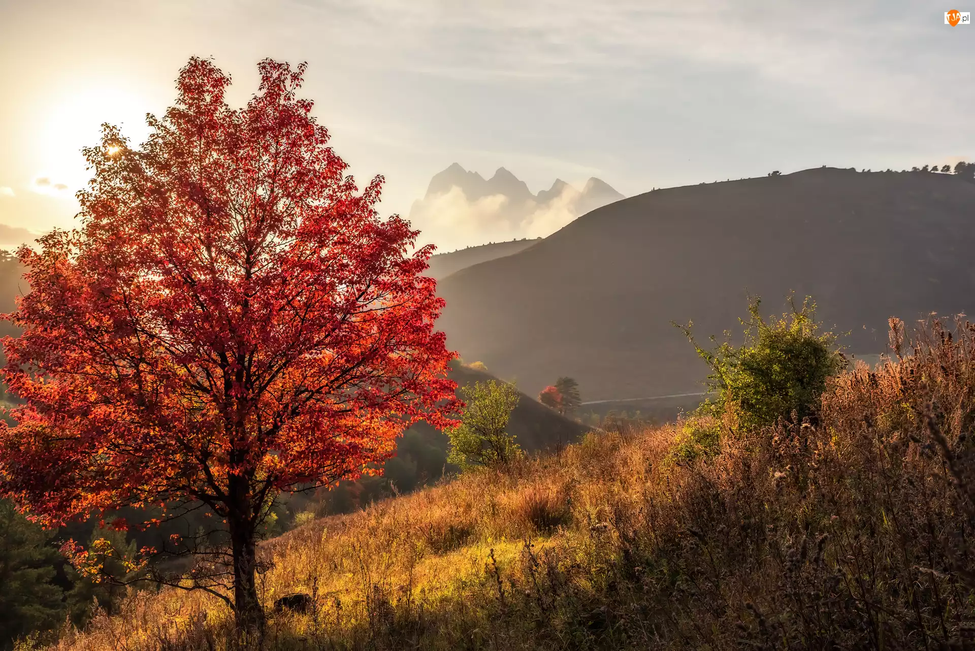 Góry, Drzewo, Jesień