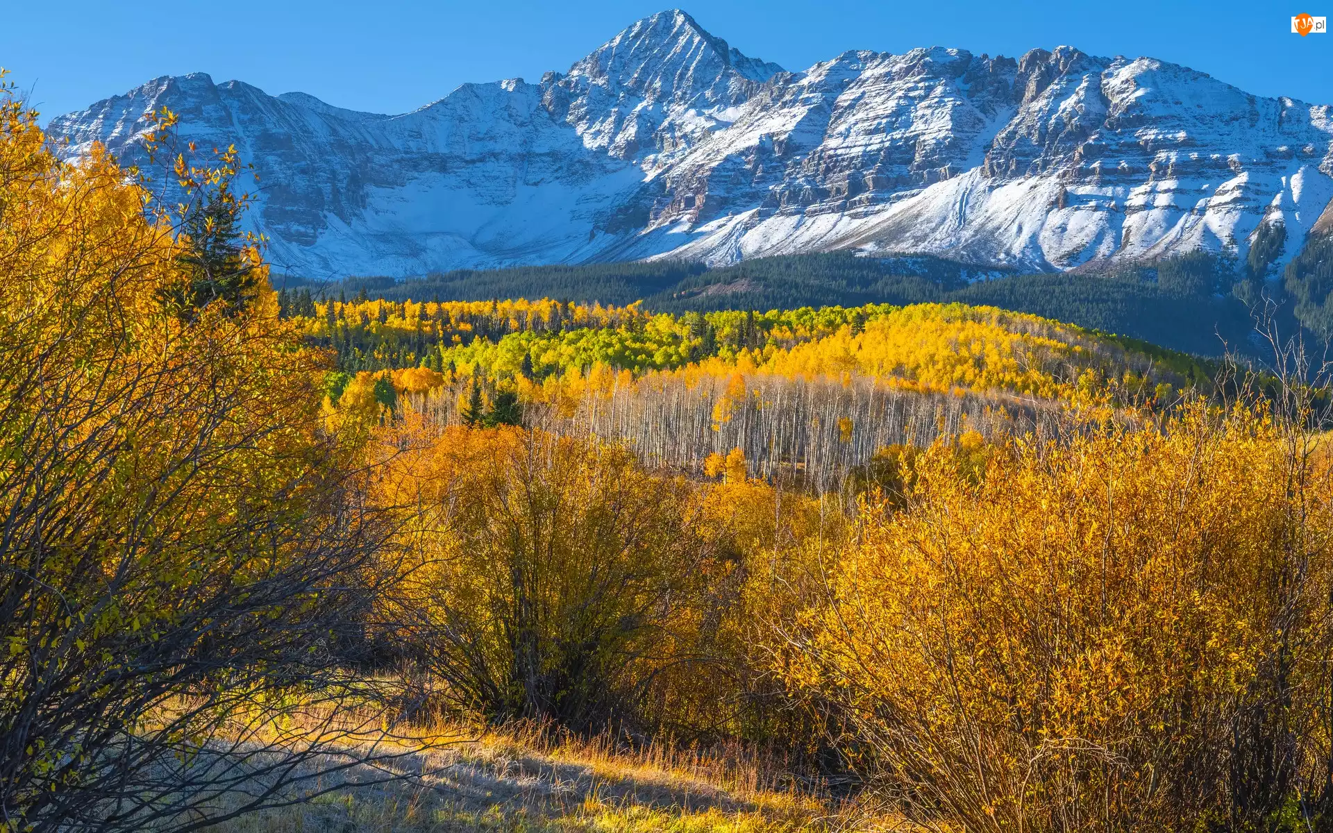 Kolorado, Góra, Krzewy Jesień, Stany Zjednoczone, Drzewa, Las, Wilson Peak