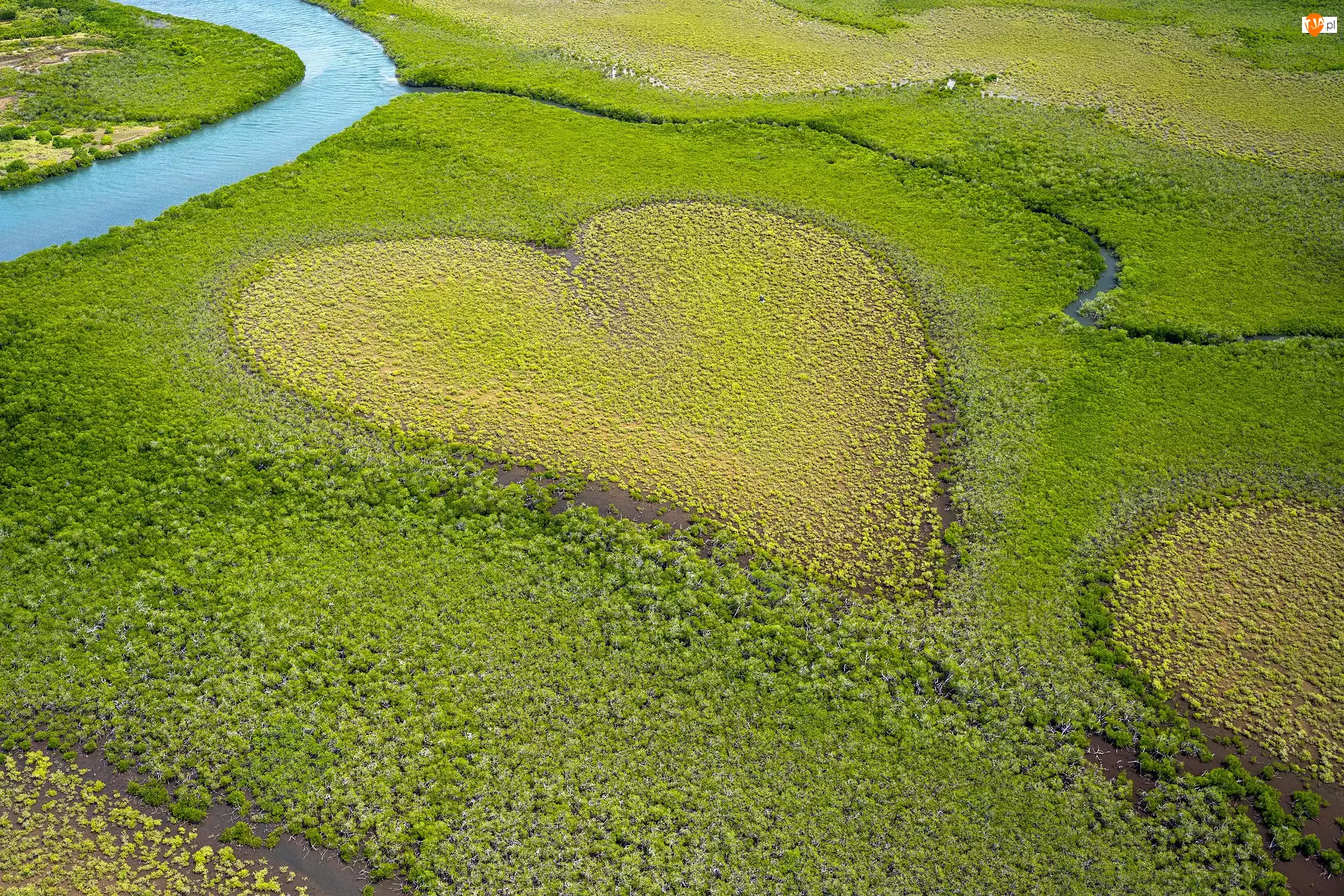 Coeur de Voh, Serce, Oceania, Australia, Lasy mangrowe