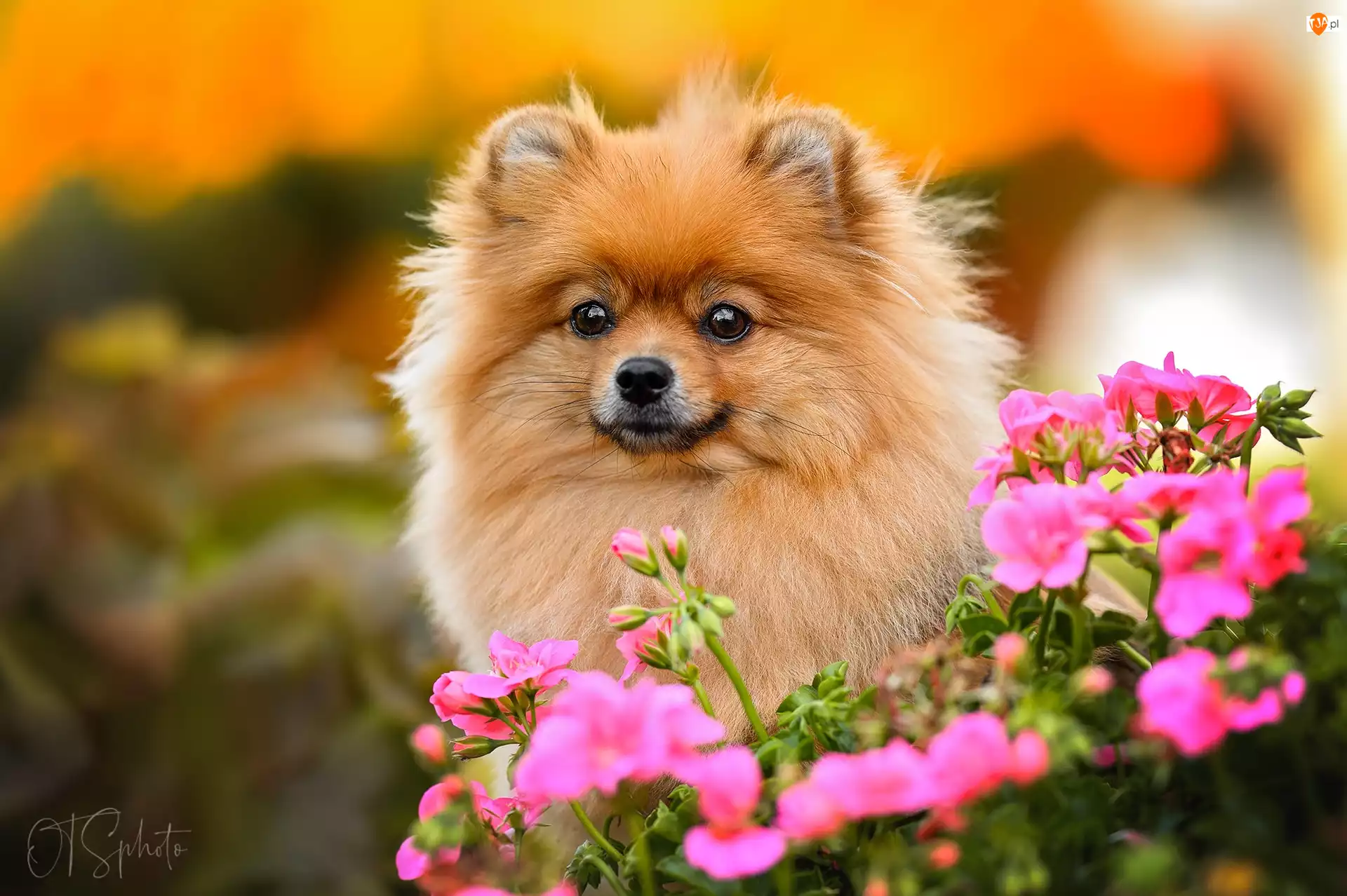 Pomeranian, Kwiaty, Szpic miniaturowy, Pies, Mordka