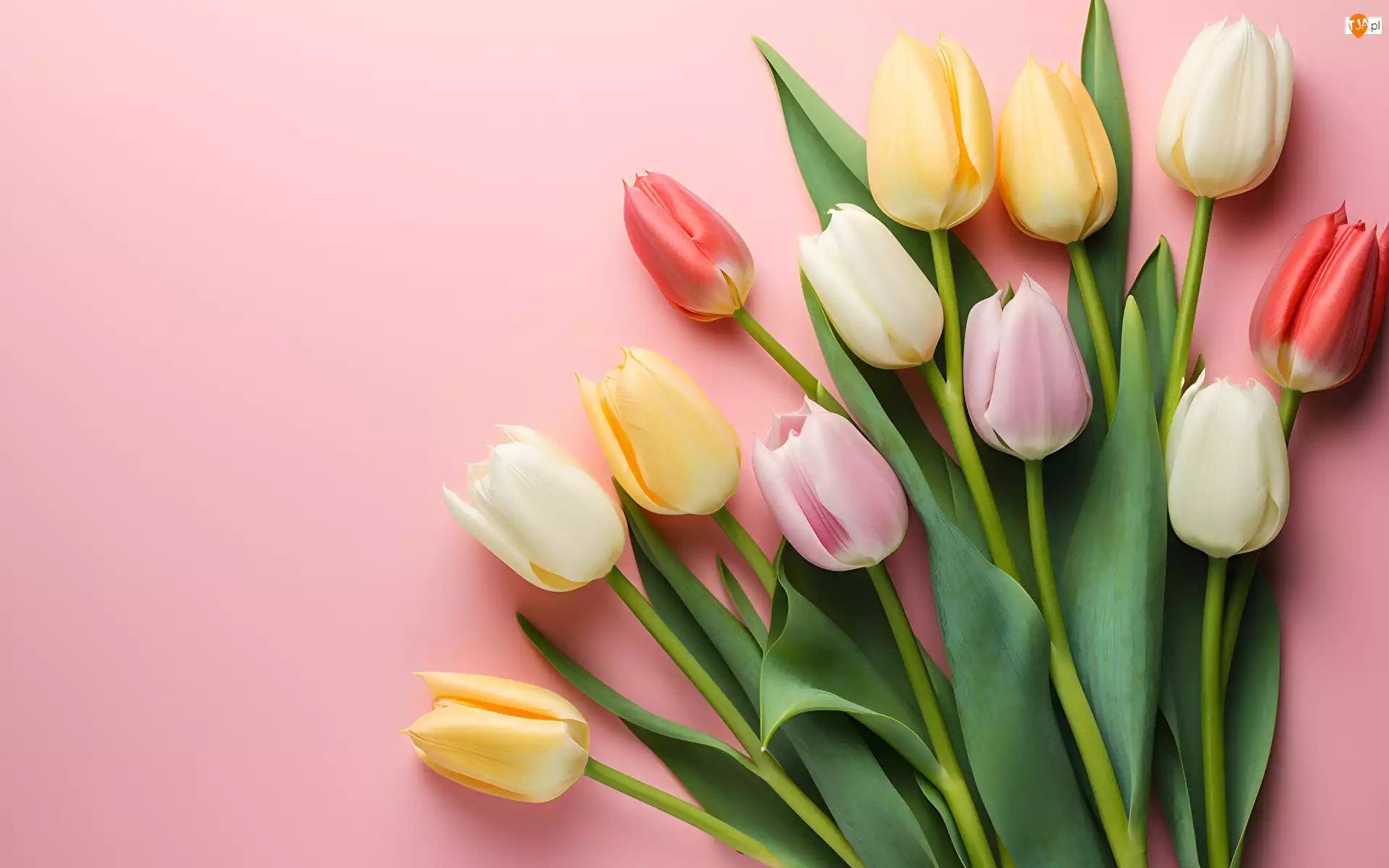 Tulipany, Różowe tło, Kolorowe, Kwiaty, Liście
