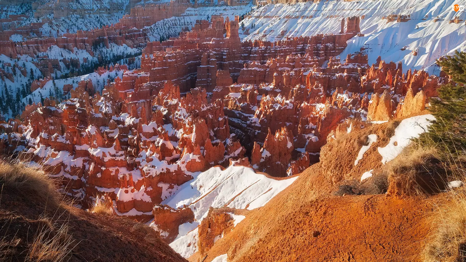 Śnieg, Rośliny, Stany Zjednoczone, Skały, Utah, Park Narodowy Bryce Canyon, Kanion