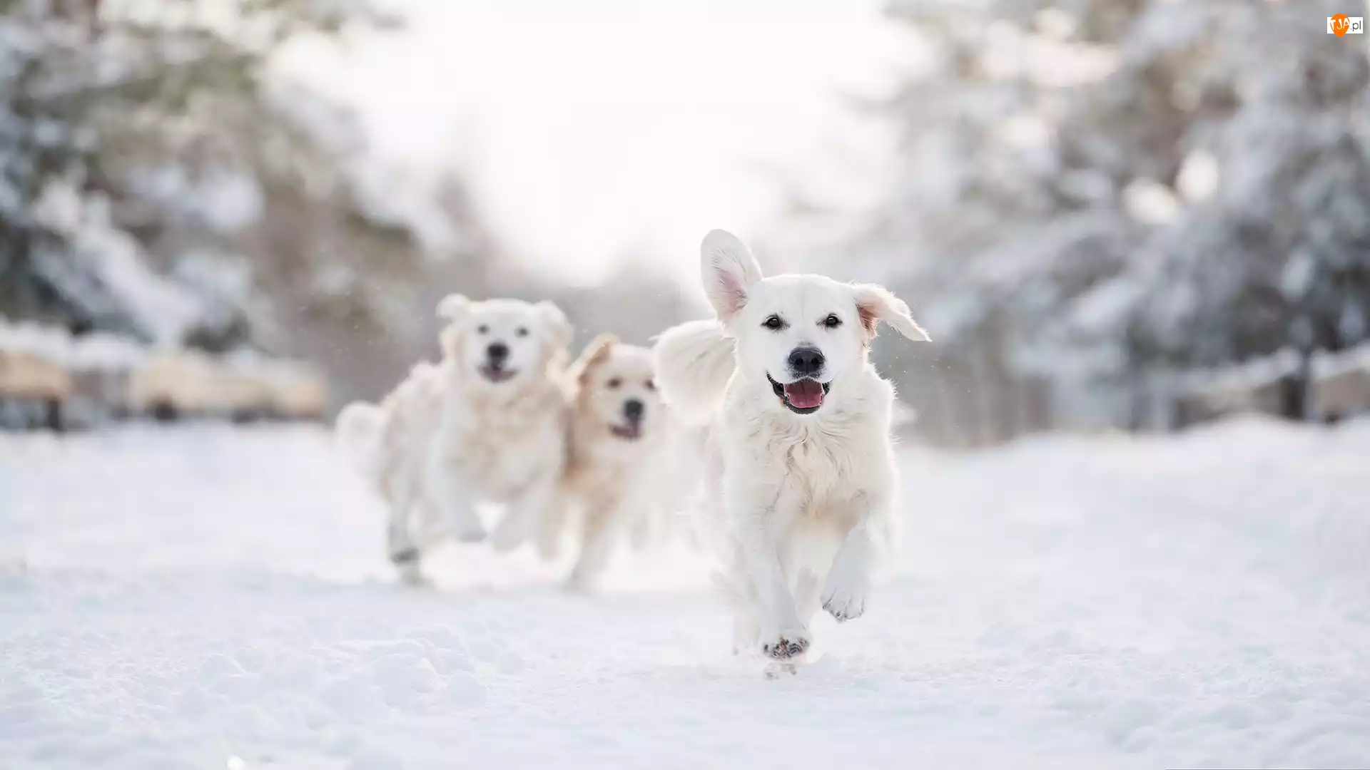 Psy, Trzy, Zima, Bieg, Golden retriever, Śnieg