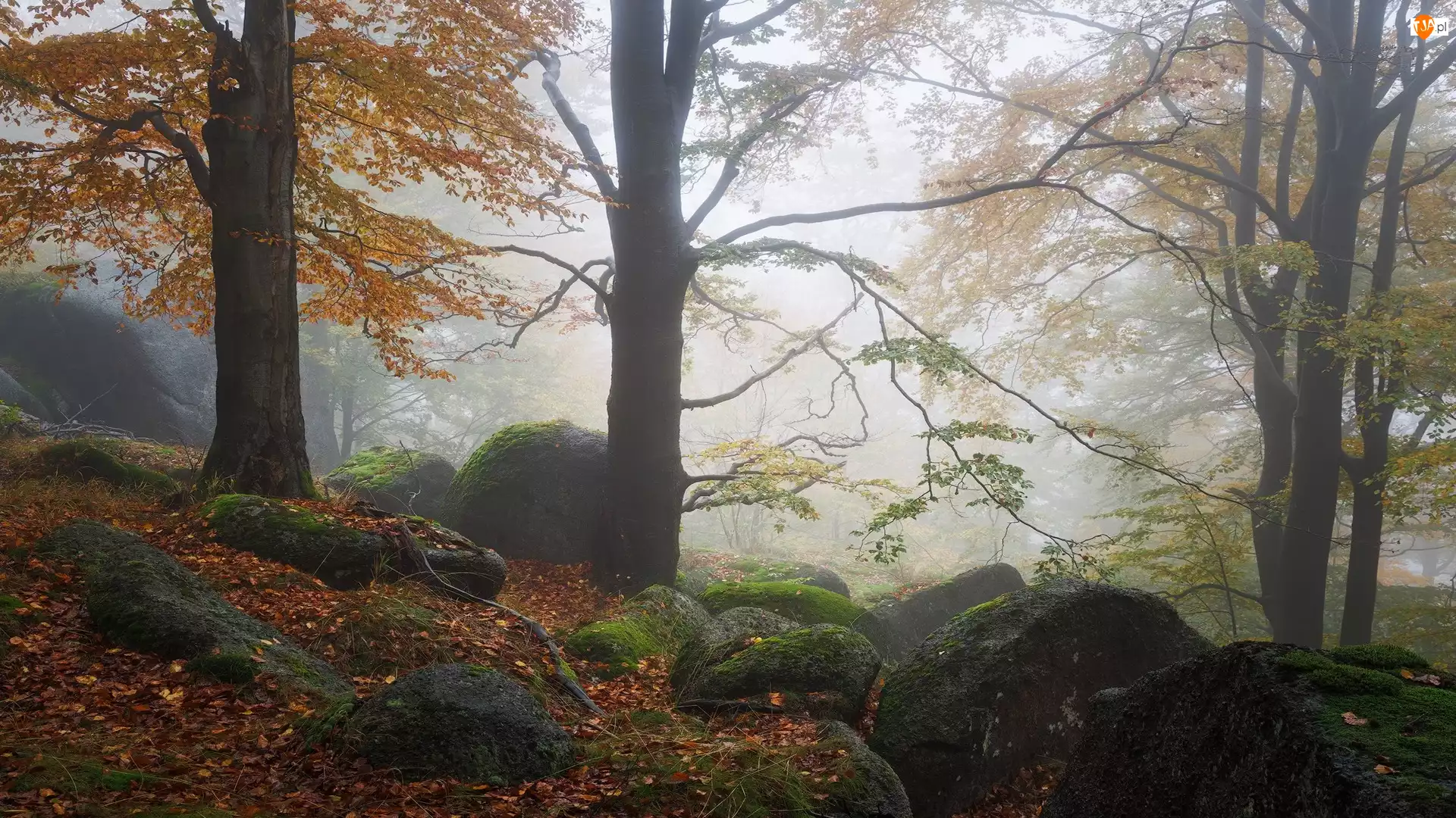 Drzewa, Mgła, Las, Jesień, Głazy