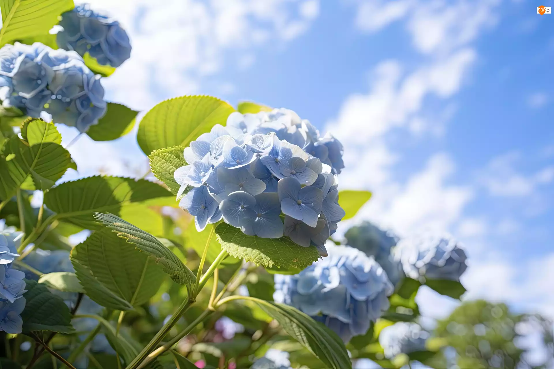 Niebo, Hortensje, Niebieskie, Kwiaty