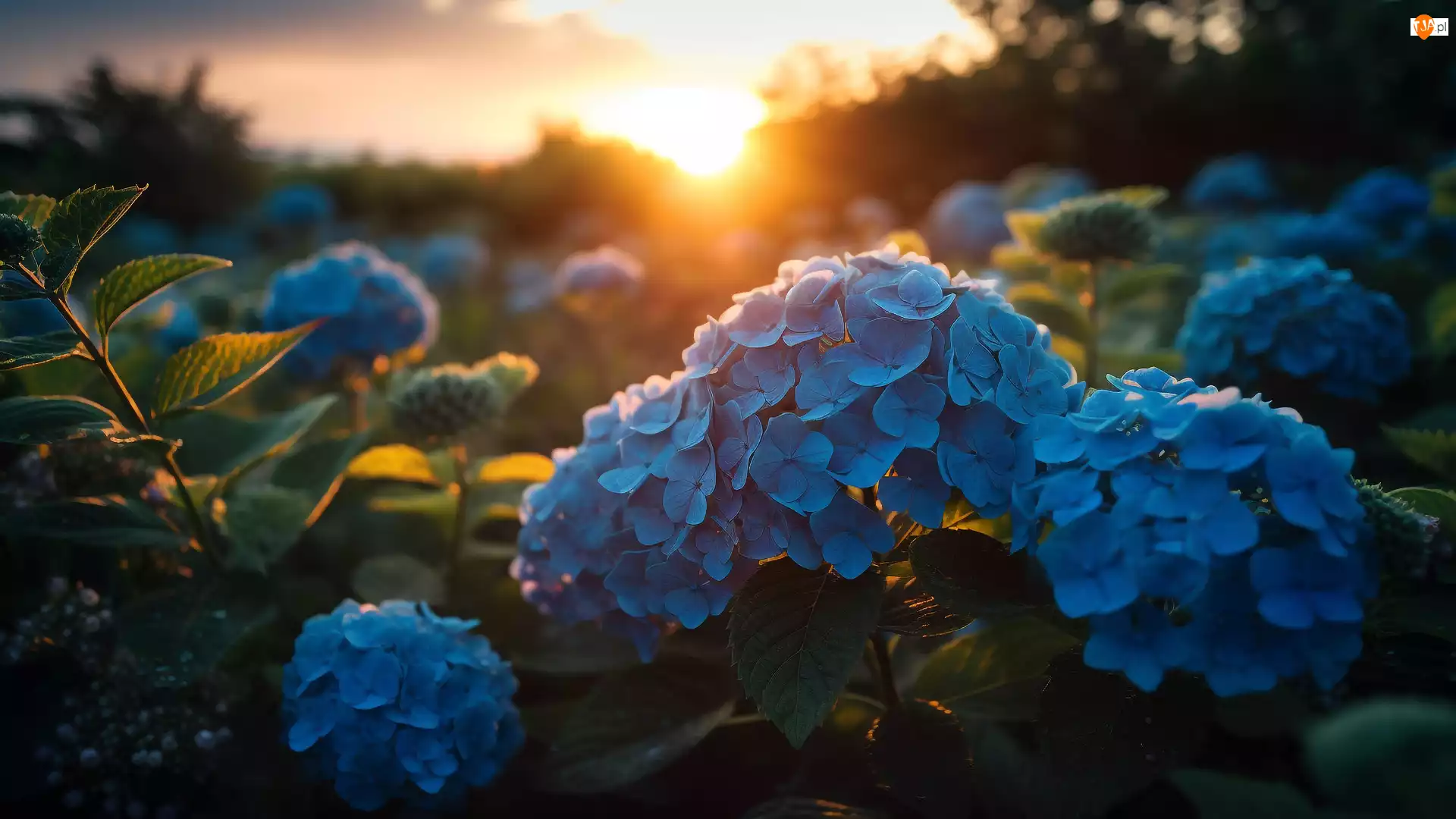 Zachód ałońca, Niebieskie, Kwiaty, Hortensje