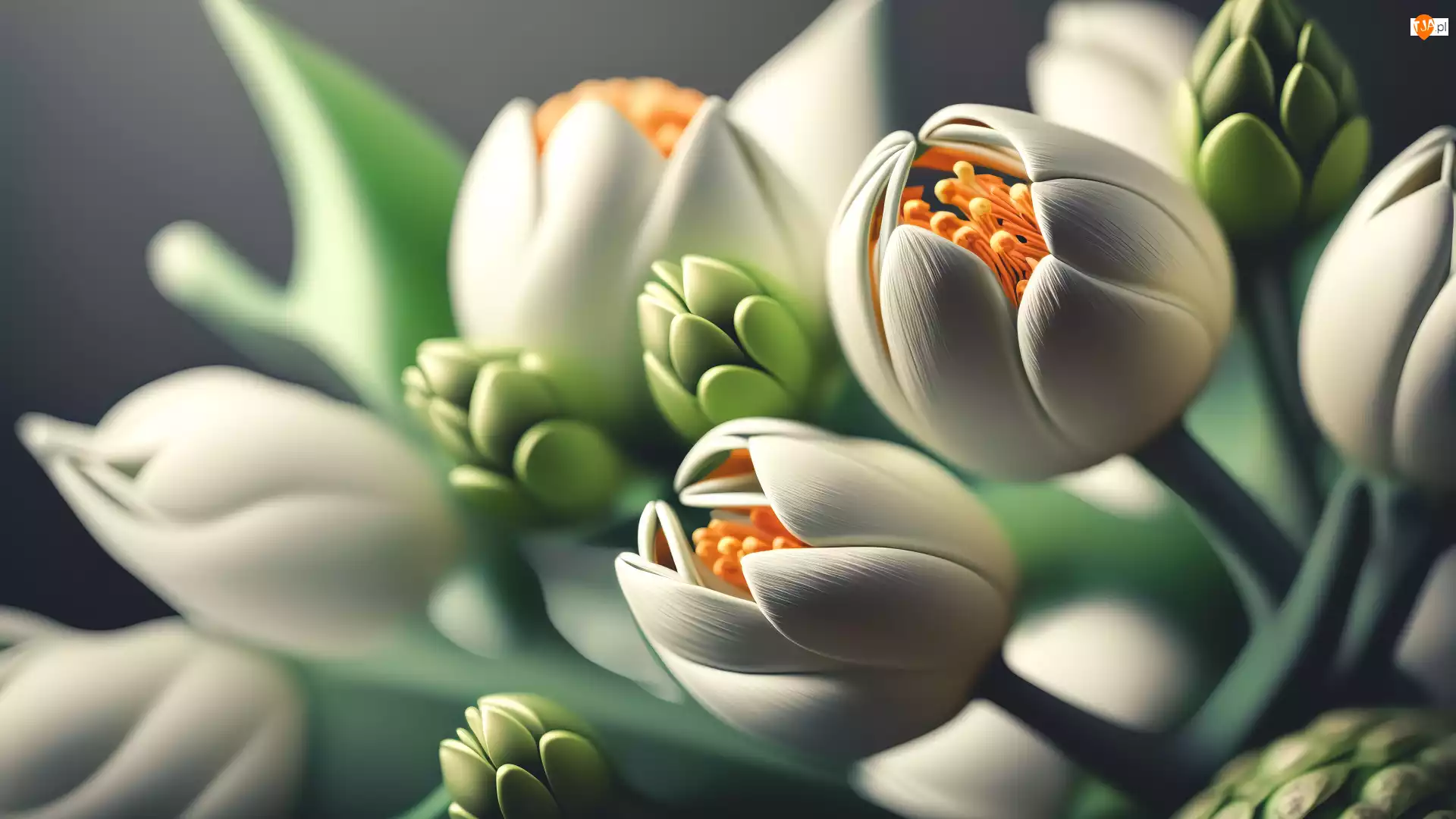2D, Tulipany, Białe