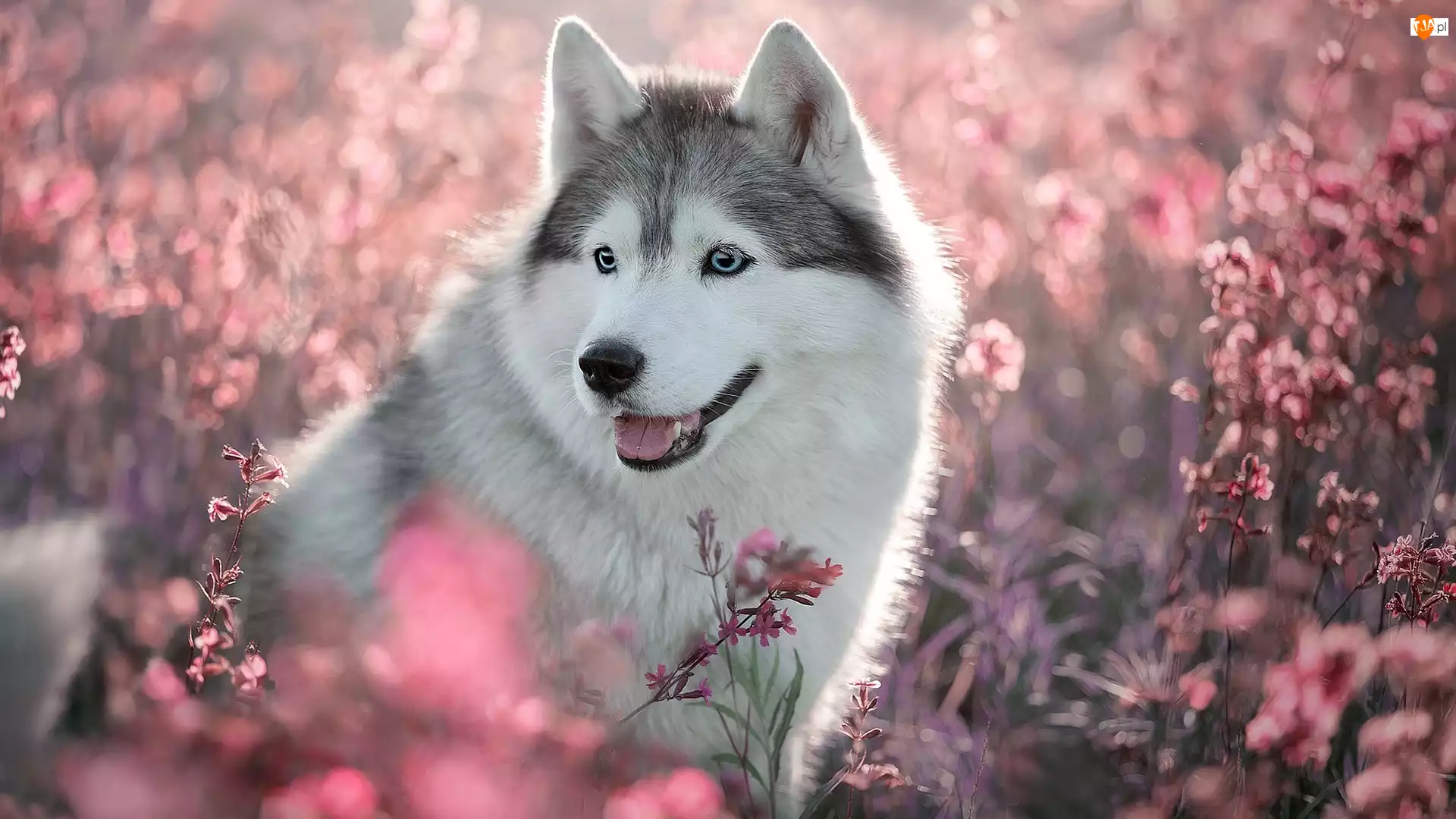 Kwiaty, Pies, Siberian husky, Różowe