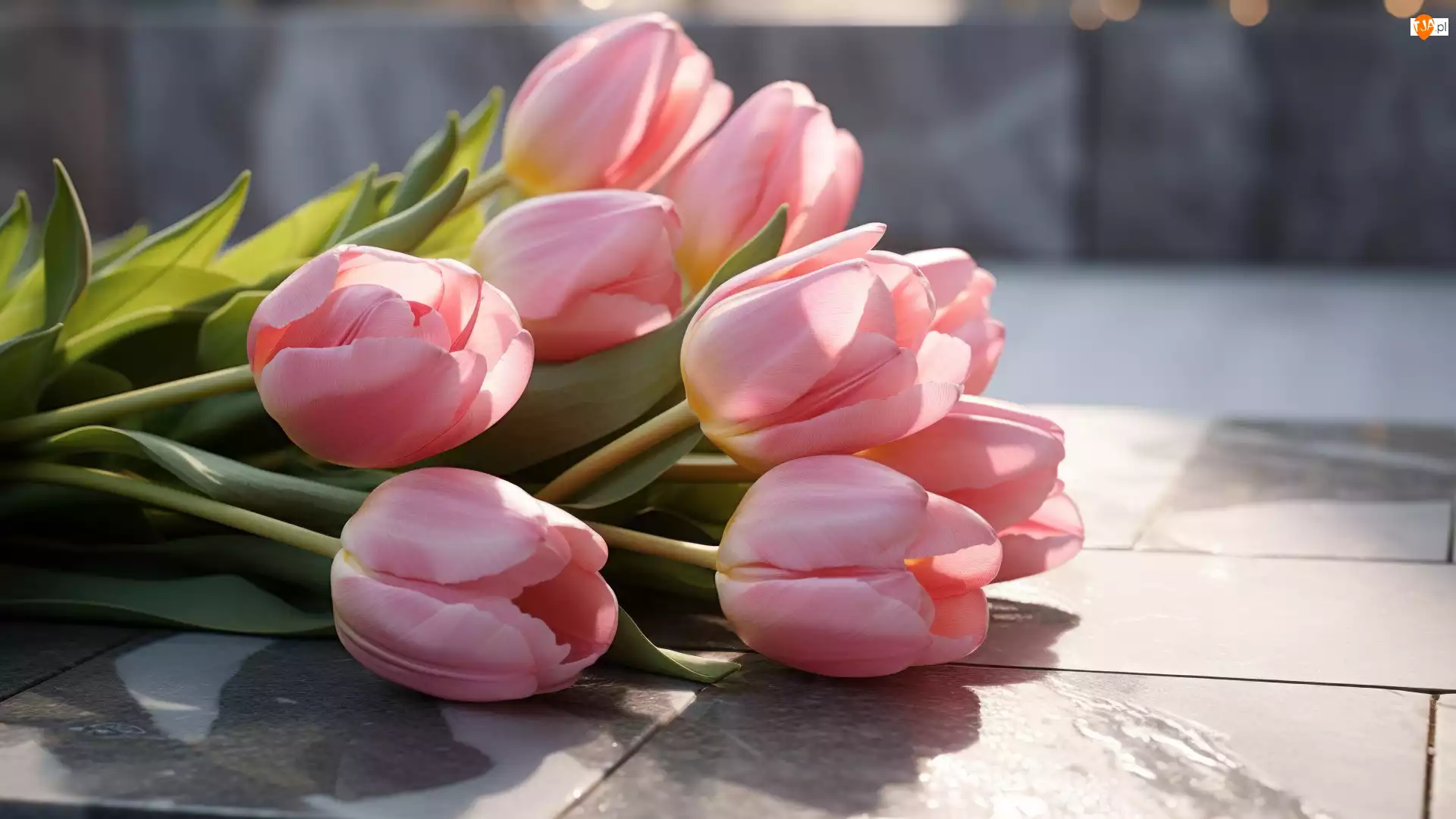 Tulipany, Kwiaty, Różowe, Rozświetlone