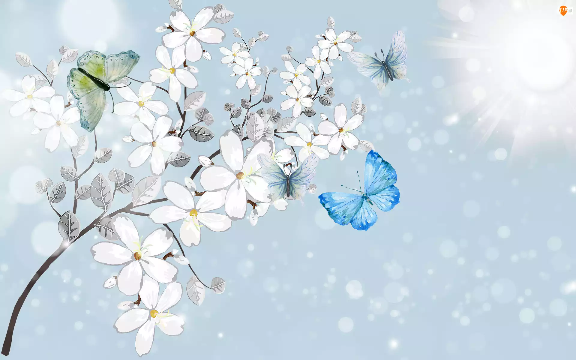 Kwiaty, 2D, Białe, Gałązka, Motyle