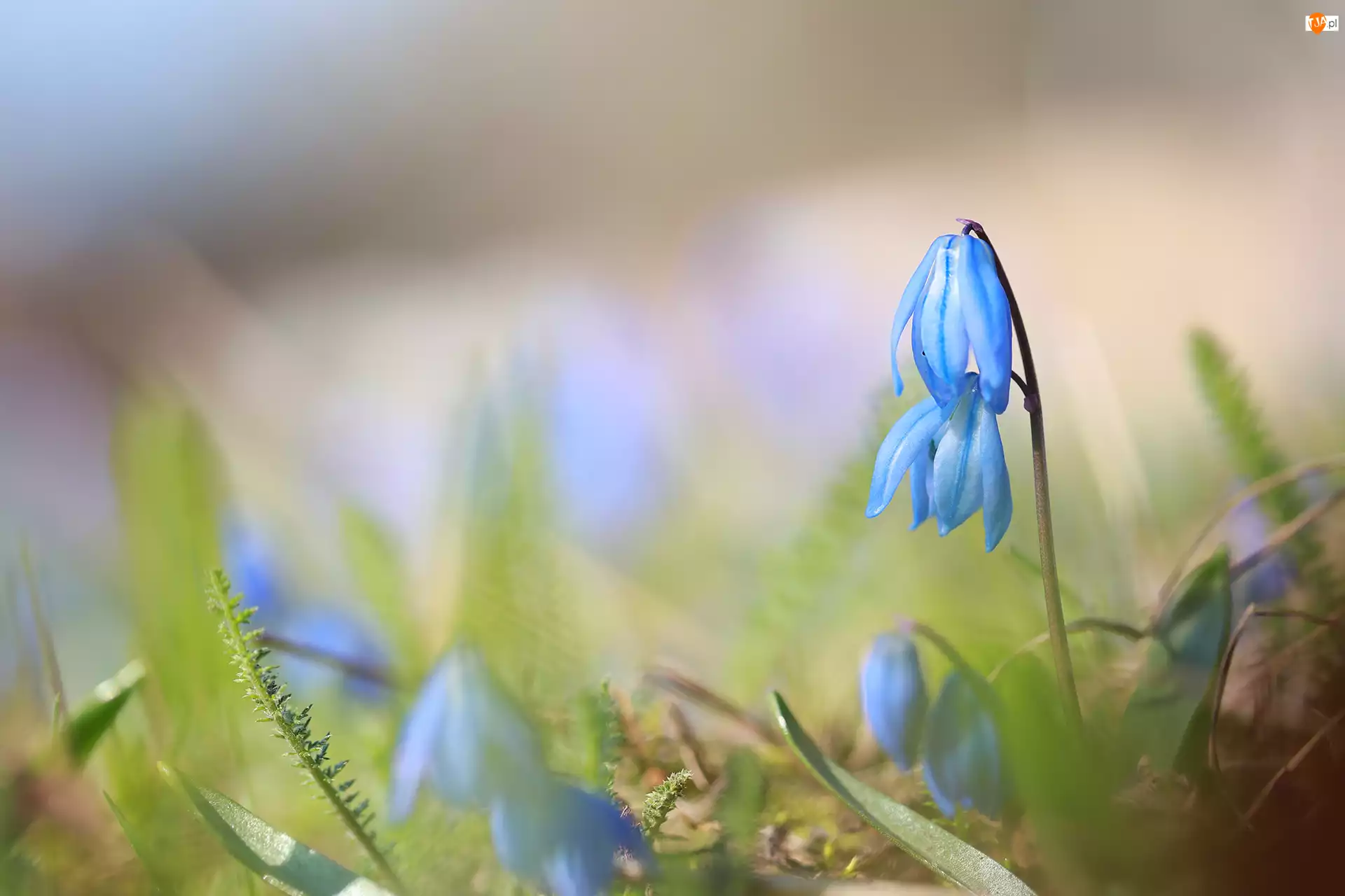 Niebieskie, Cebulica syberyjska, Kwiaty