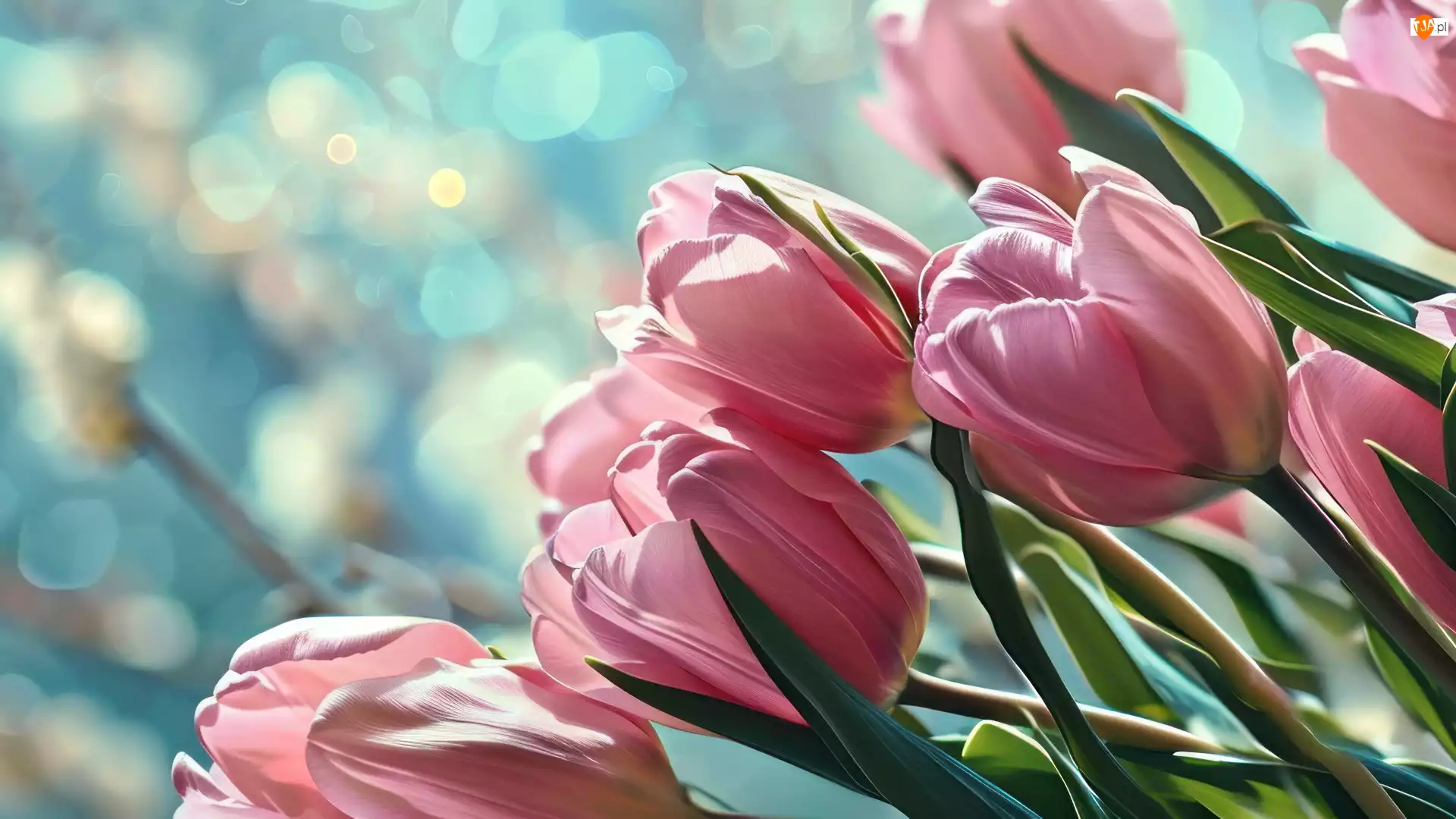 Rozświetlone tło, Kwiaty, Różowe, Tulipany