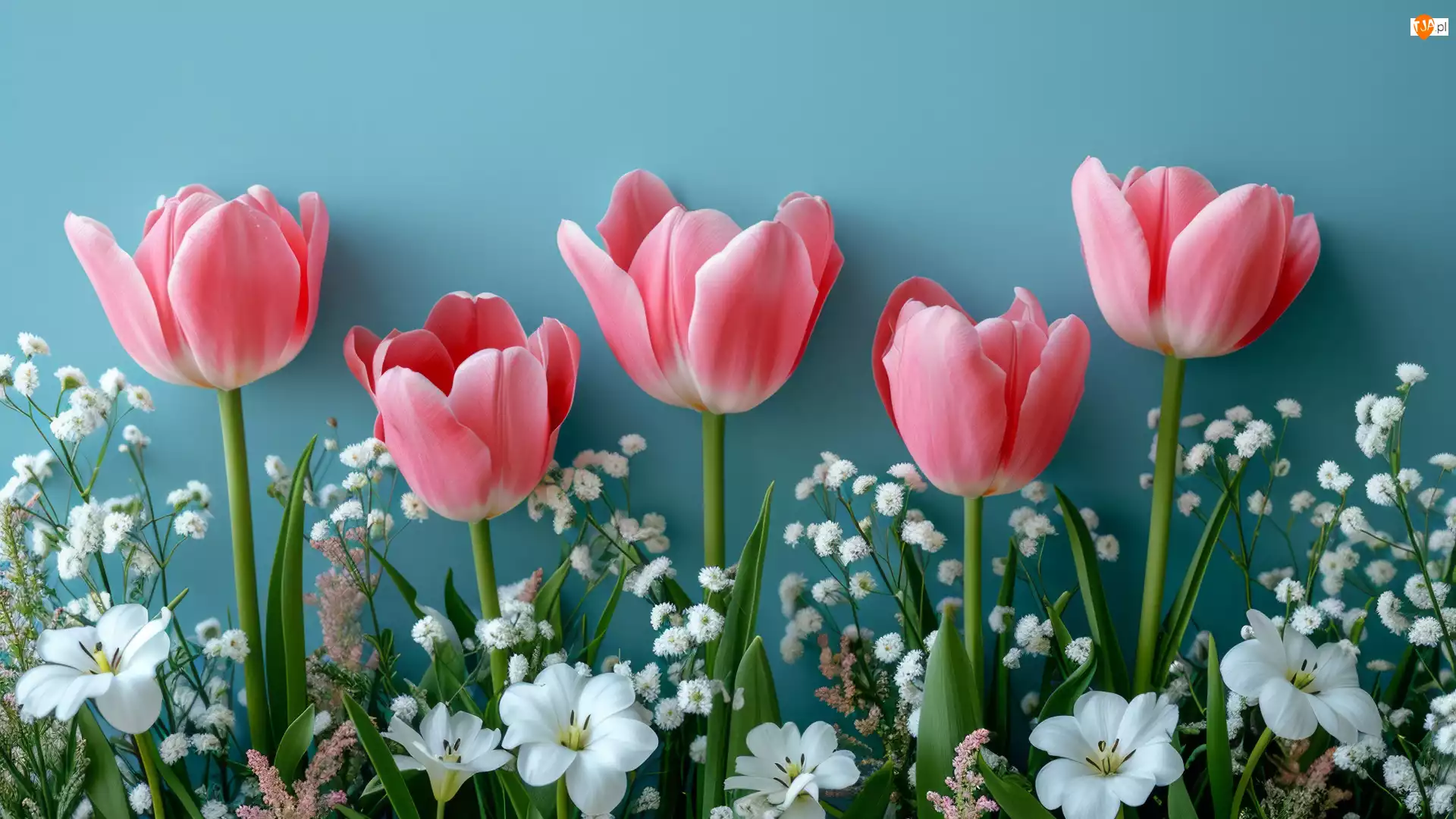 Kwiaty, Tulipany, Białe, Kompozycja, Różowe