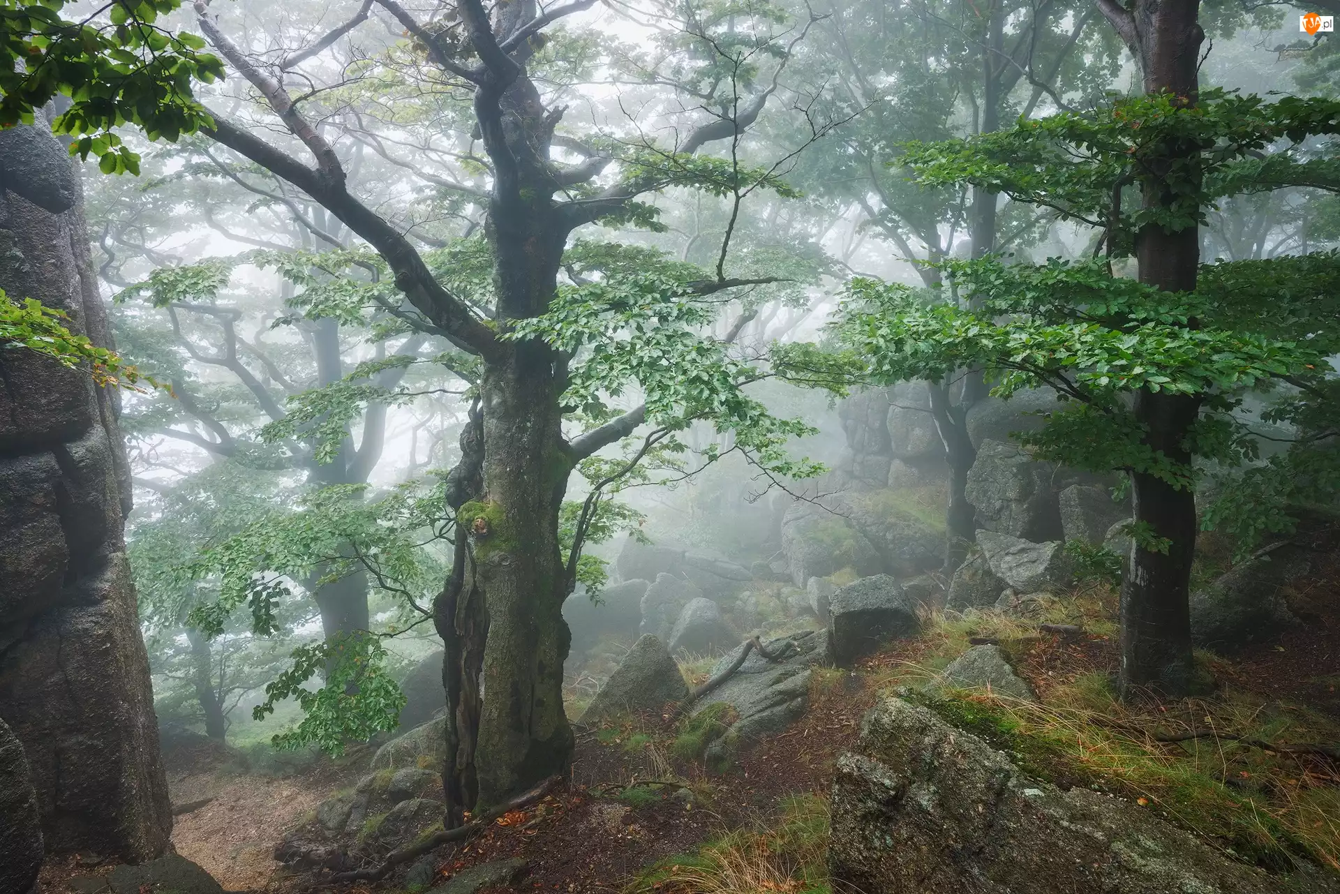 Mgła, Las, Drzewa, Głazy