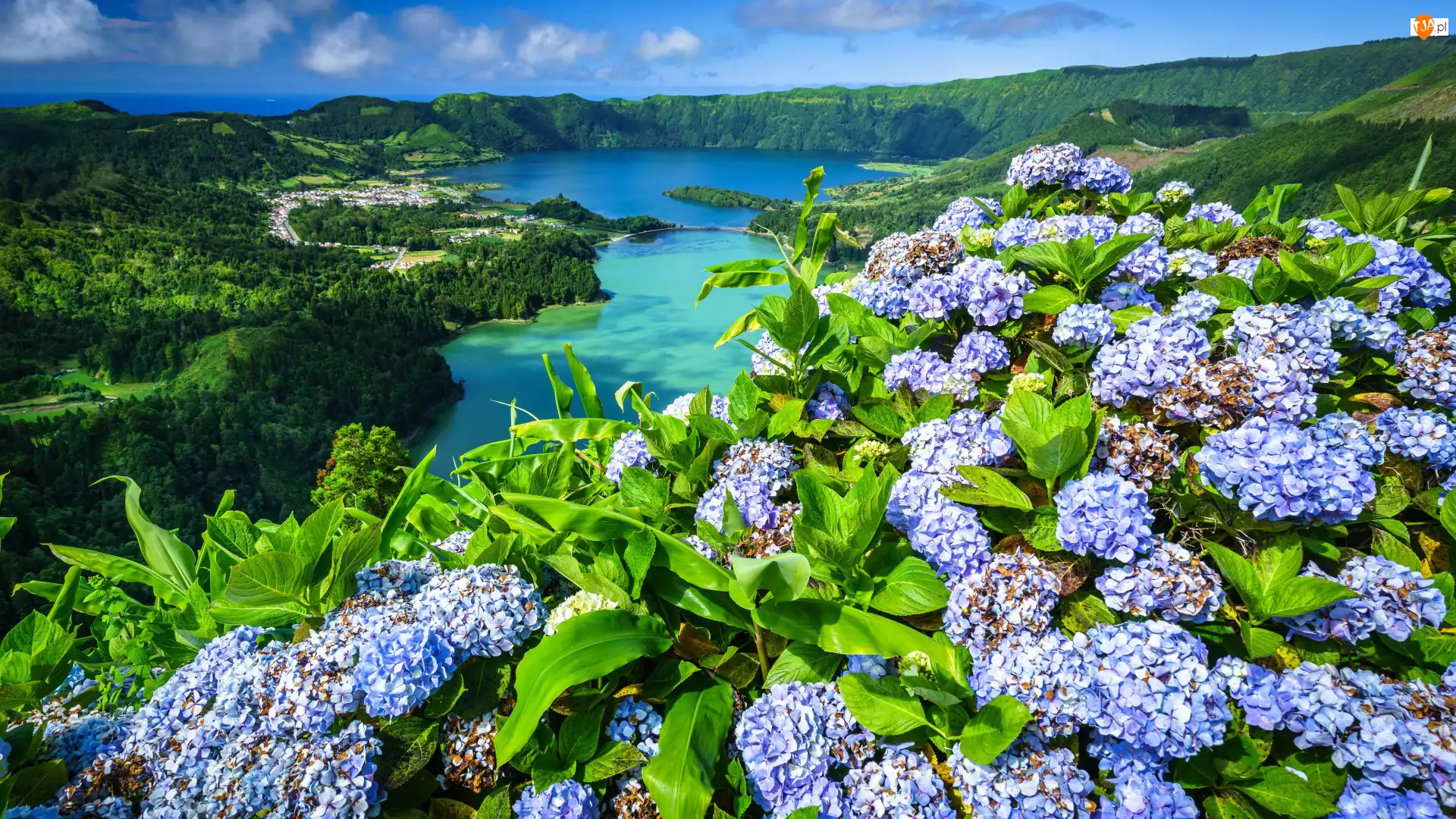 Hortensje, Jeziora, Portugalia, Kwiaty, Azory, Jezioro Verde, Jezioro Azul