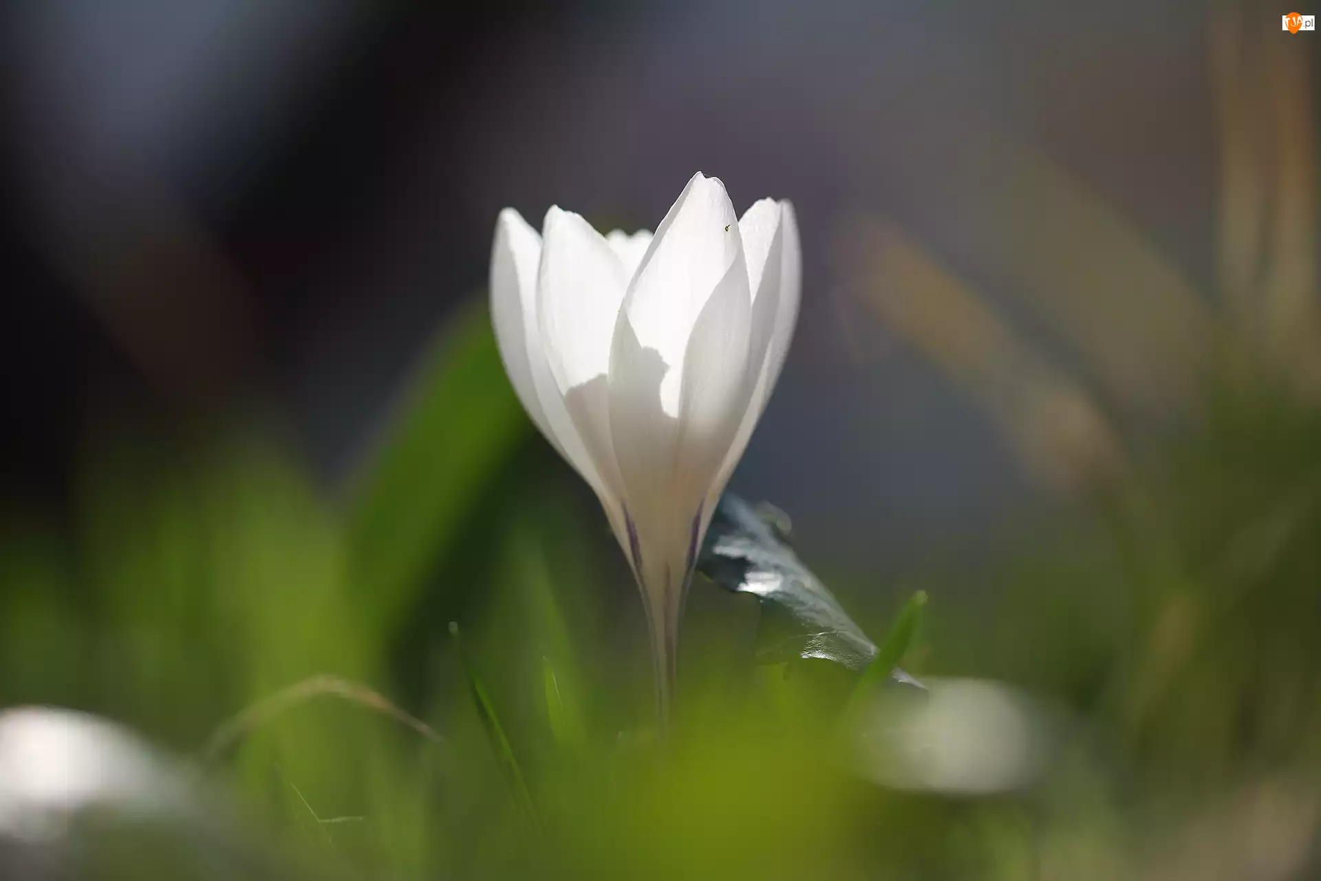 Kwiat, Biały, Rozświetlony, Krokus