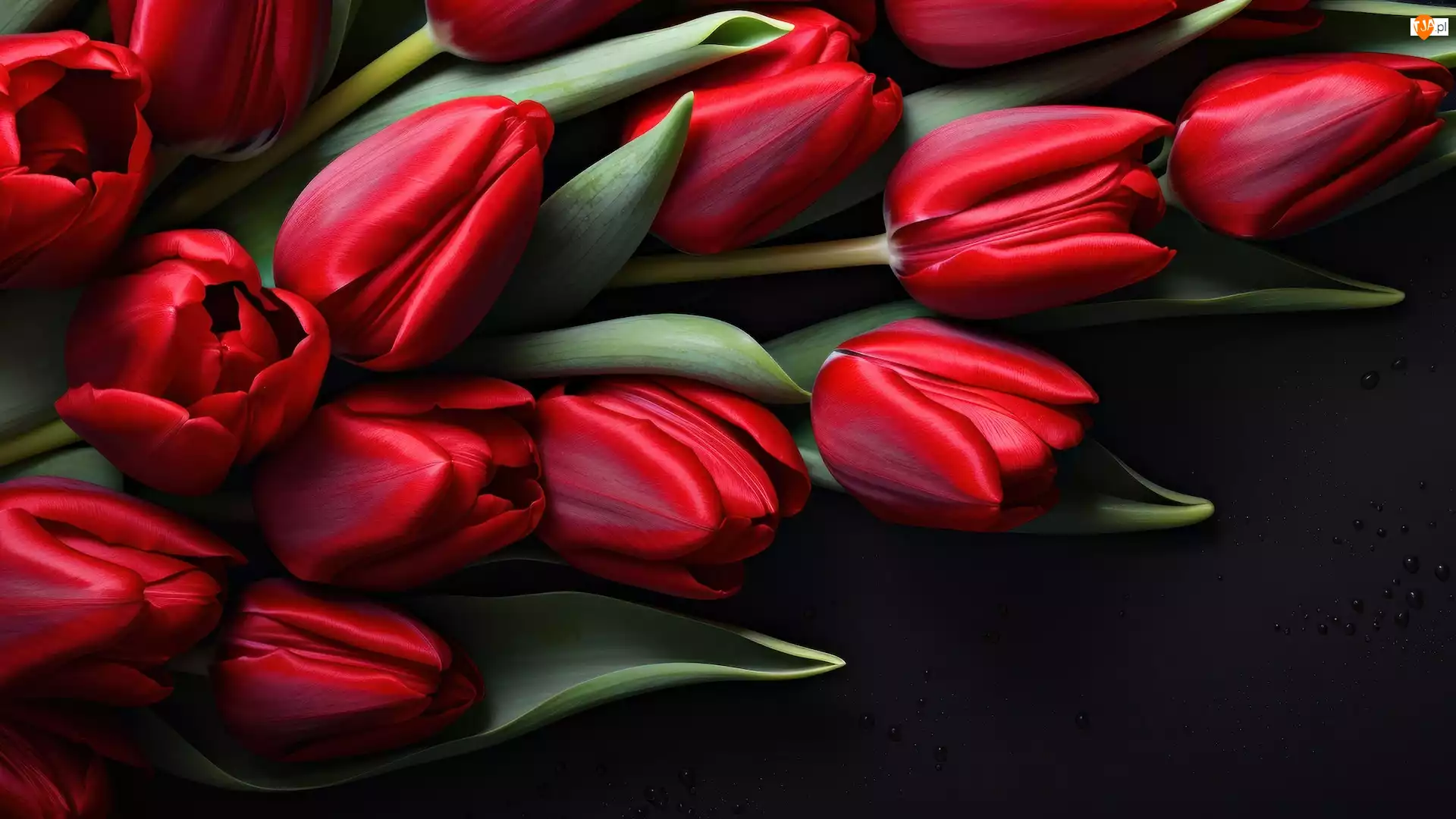 Tło, Tulipany, Czerwone, Czarne