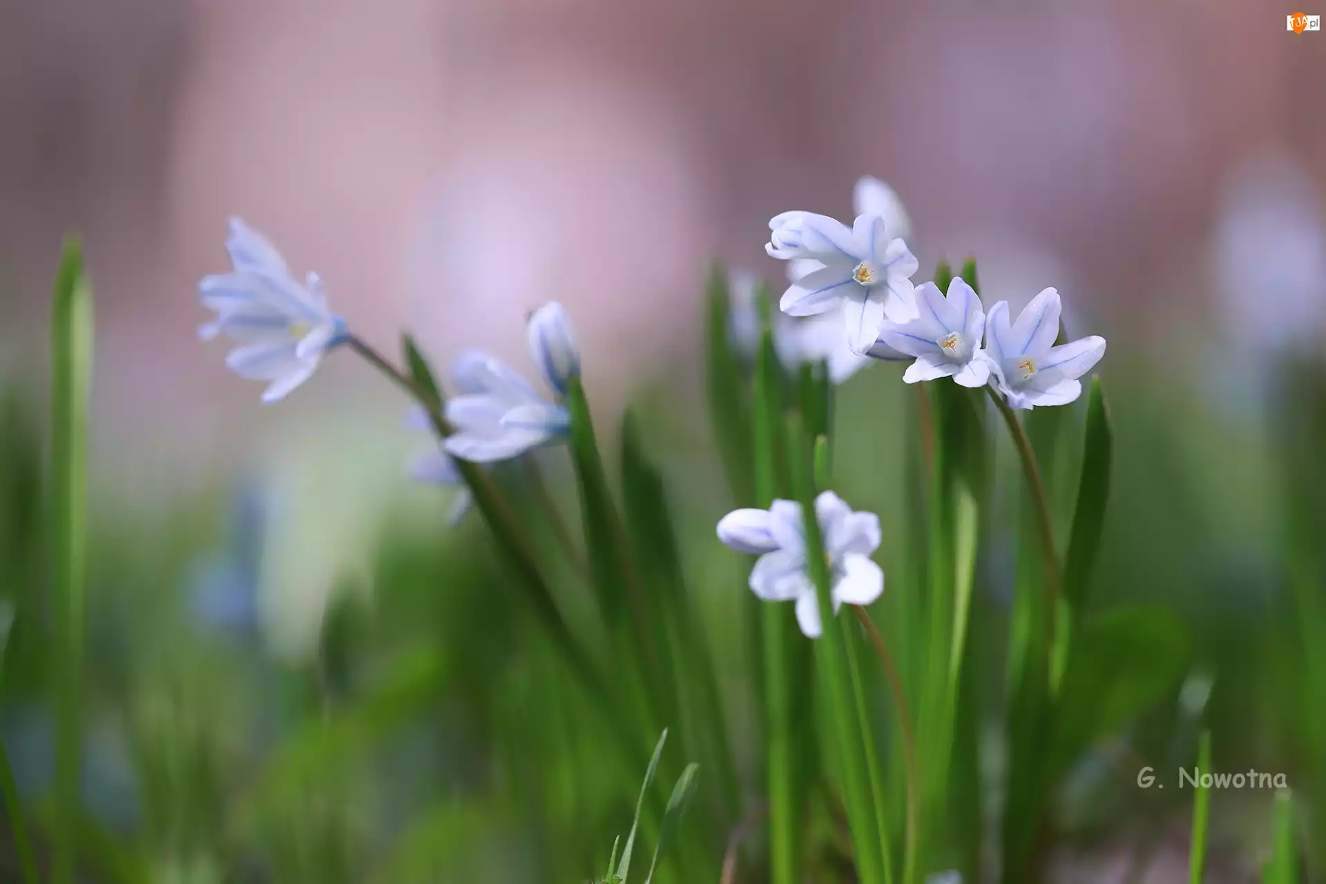 Kwiaty, Puszkinia cebulicowata, Biało-niebieskie