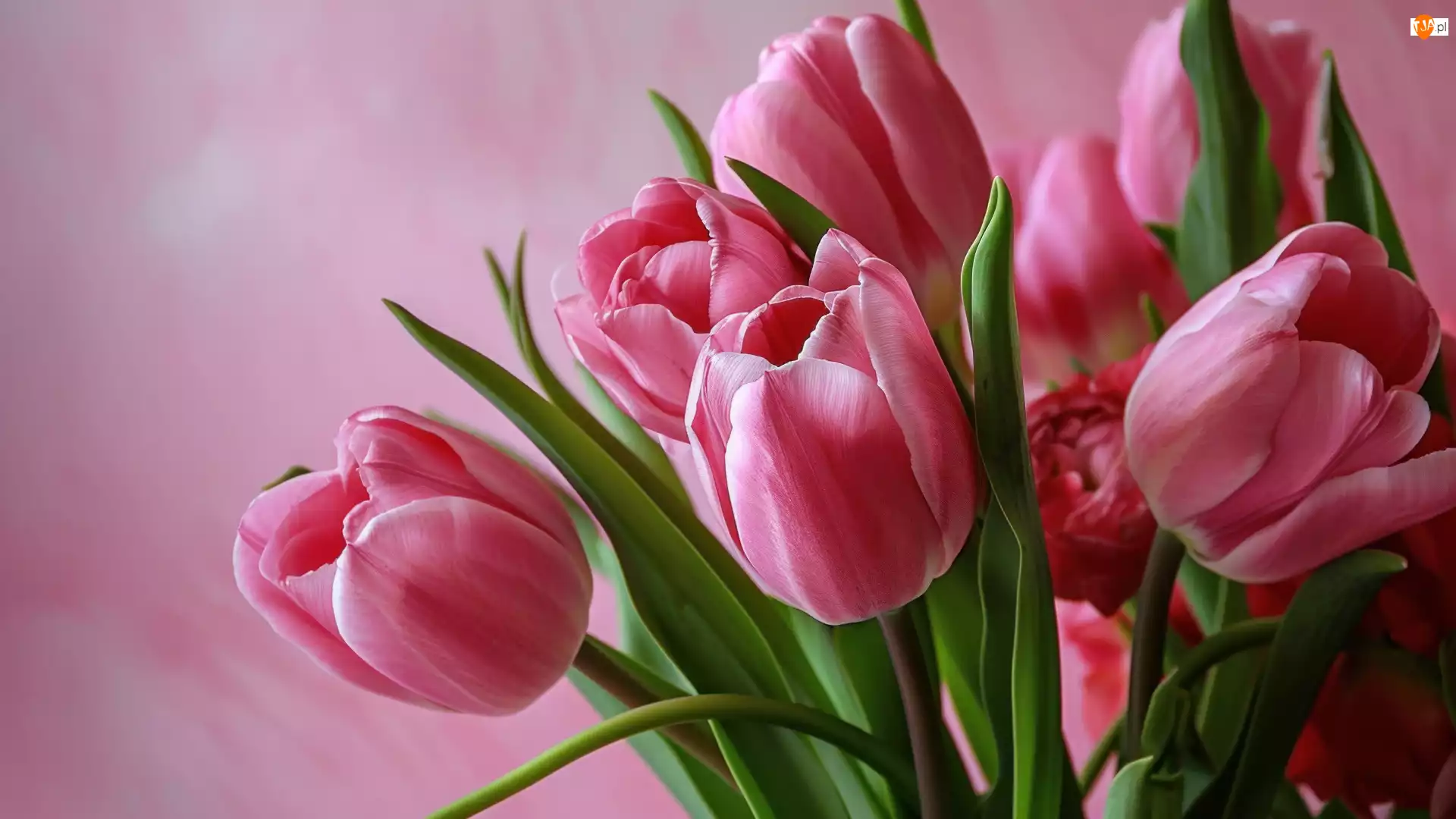 Bukiet, Kwiaty, Tulipany, Różowe