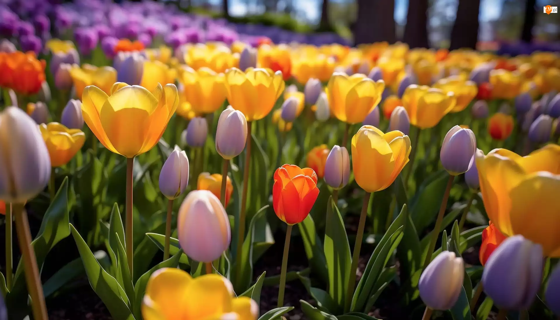Ogród, Kolorowe, Rozświetlone, Tulipany